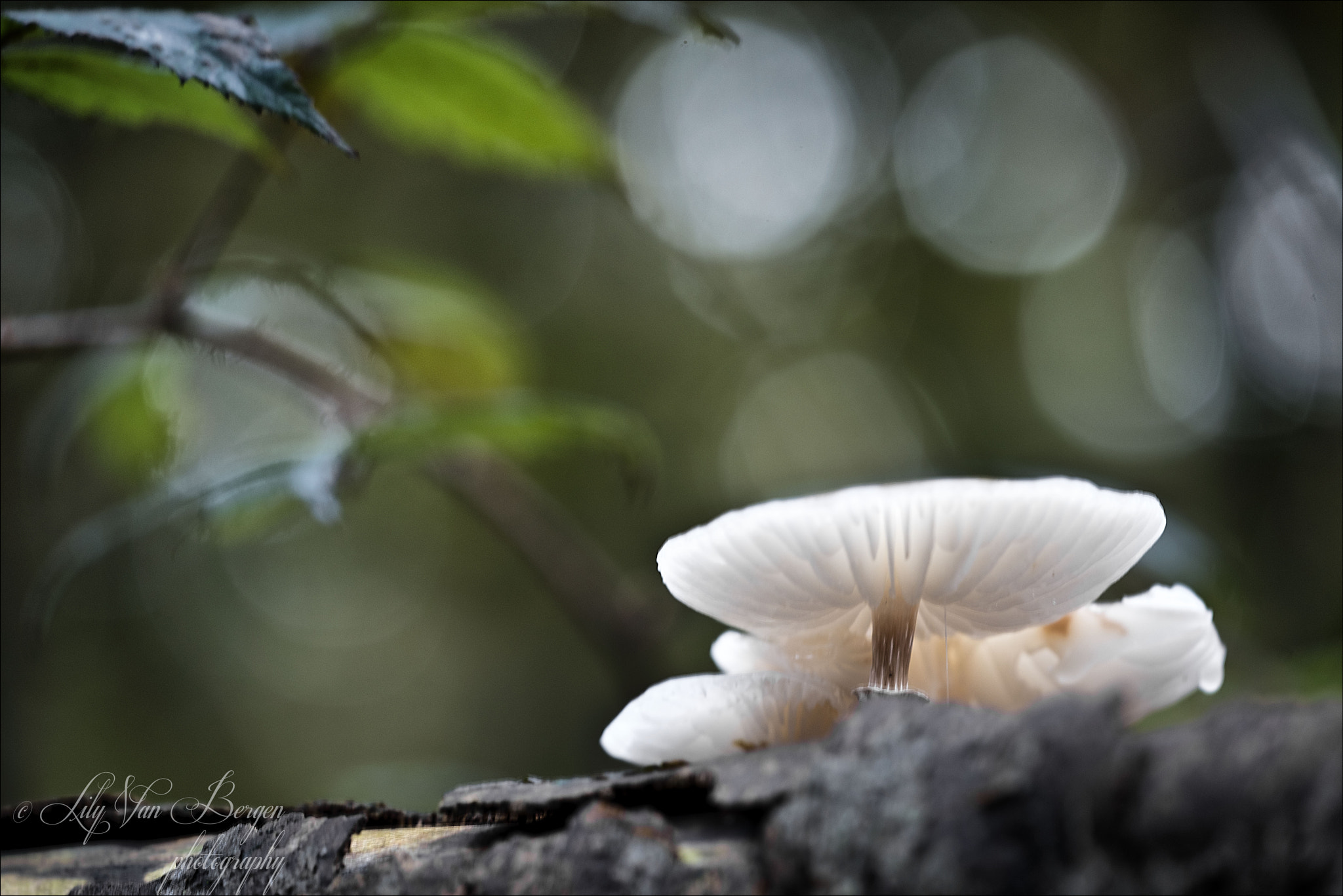 Sigma 150mm F2.8 EX DG Macro HSM sample photo. Beauties in the spotlight photography