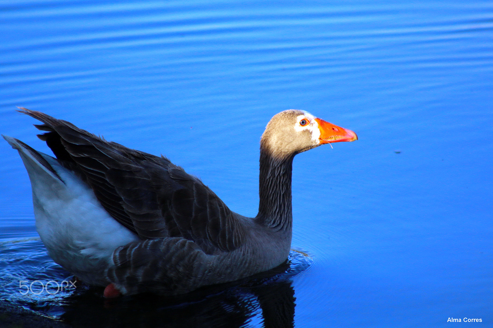 Canon EF 75-300mm f/4-5.6 USM sample photo. Blu dipinto di blu photography