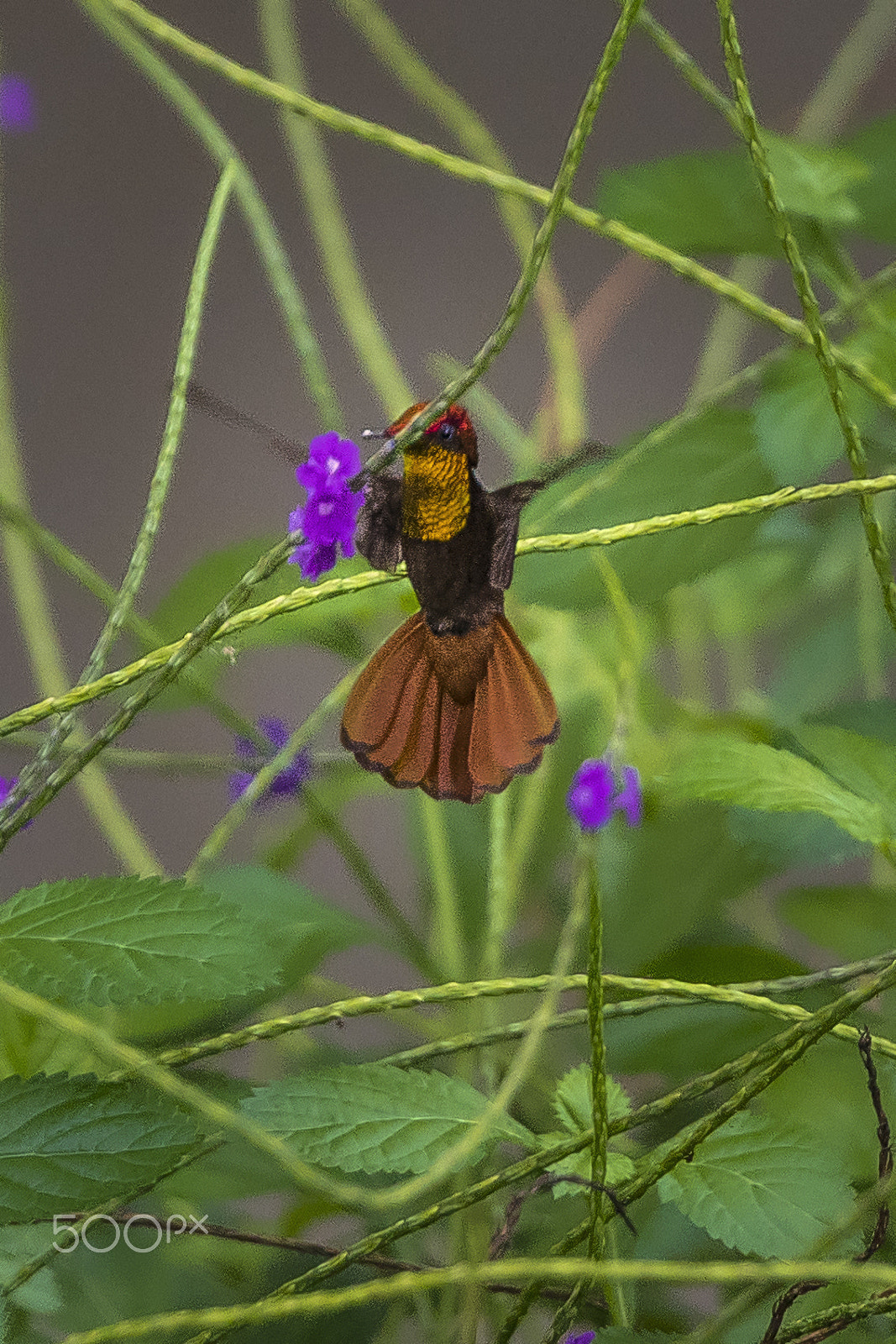 Tamron SP 70-200mm F2.8 Di VC USD sample photo. Hummingbird photography