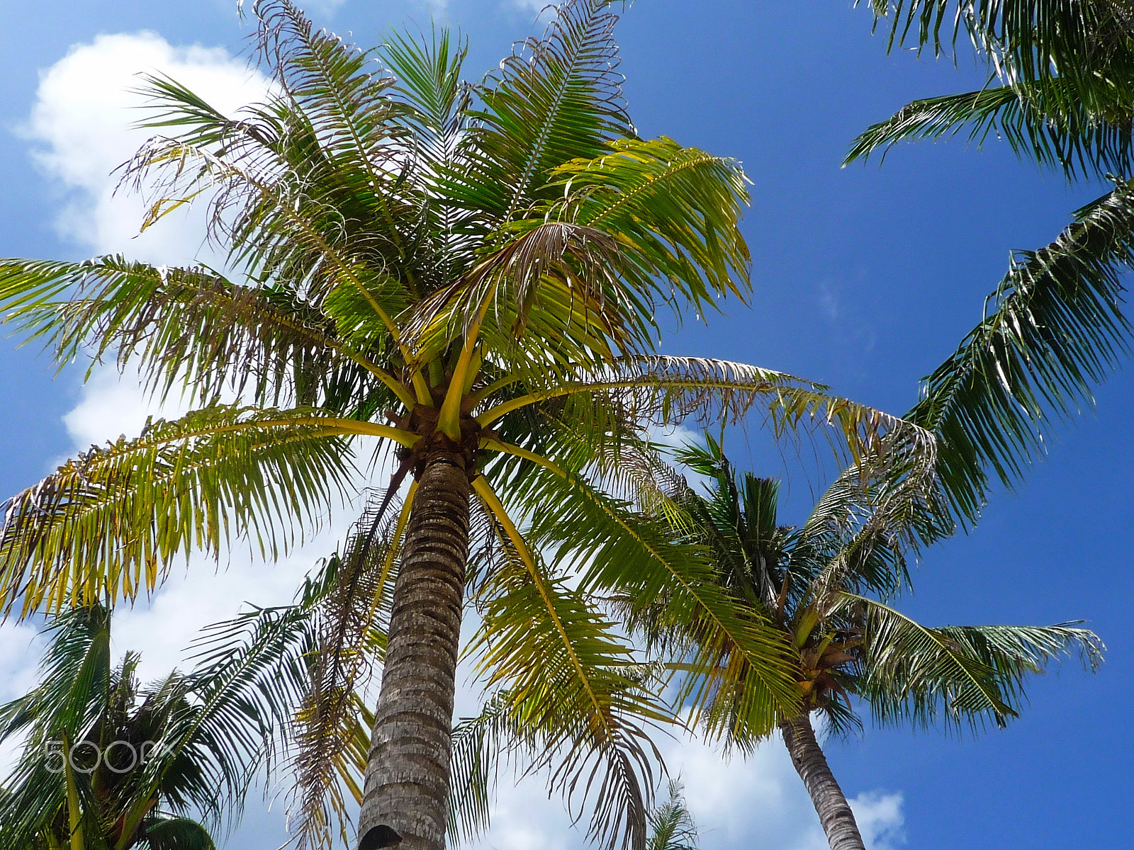 Panasonic DMC-FX36 sample photo. Palms. panglao, philippines 2011 photography