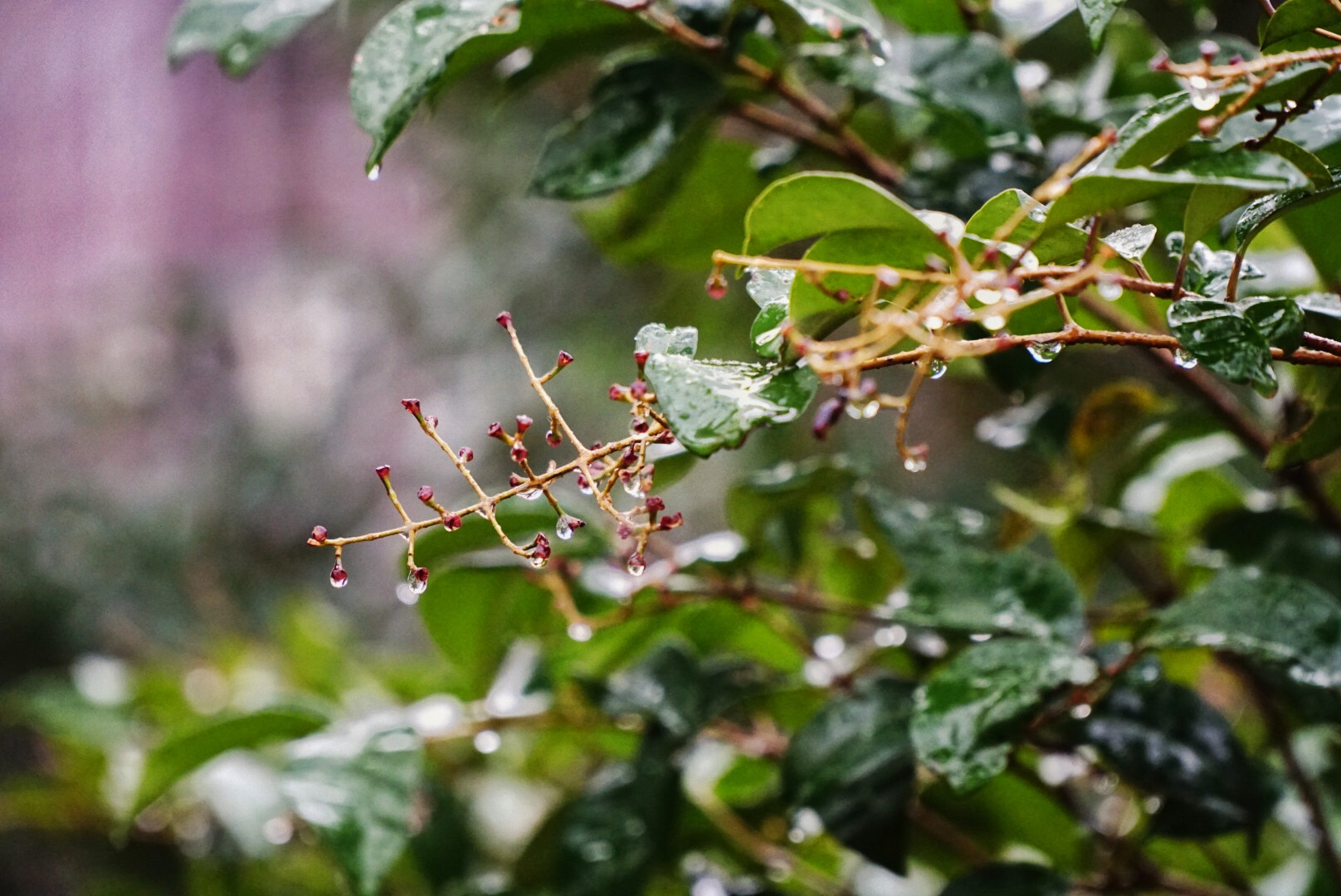 Sony a6300 + Sony E PZ 18-105mm F4 G OSS sample photo. 明明是雪天 … photography