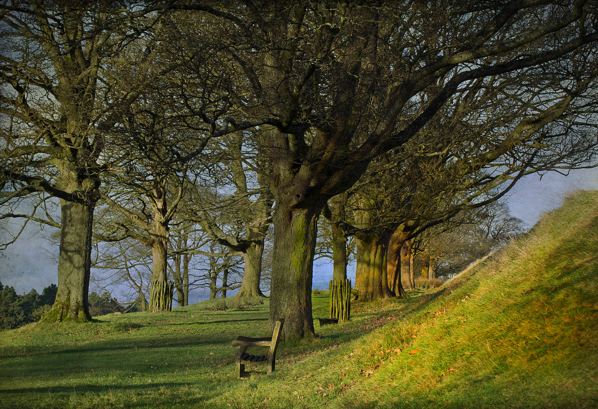 Canon EOS 60D sample photo. I love trees. photography