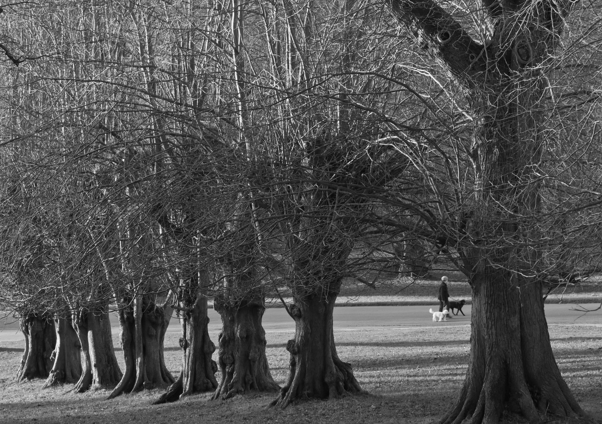 Canon EOS 60D sample photo. I love trees. photography