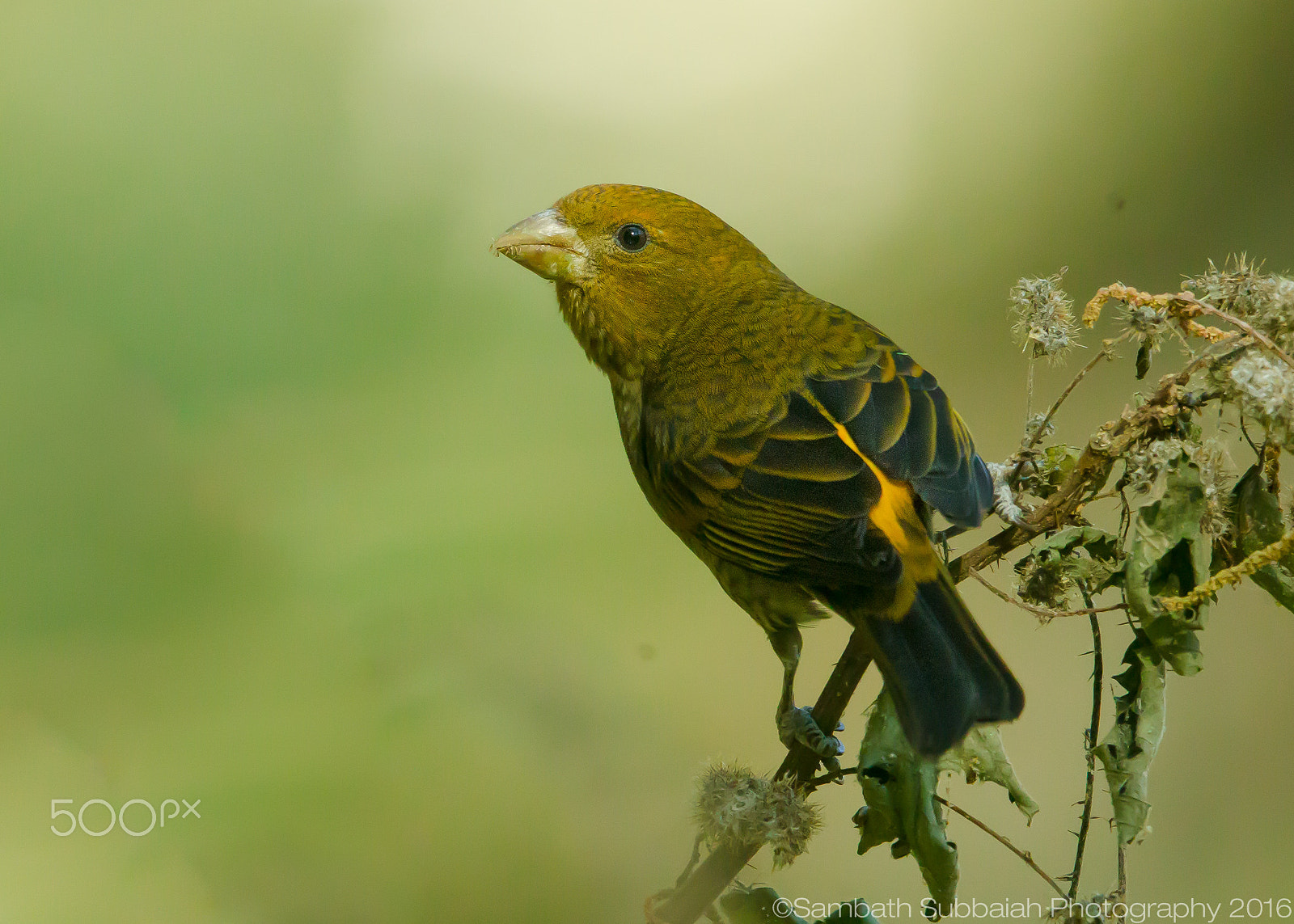 Canon EF 500mm F4L IS II USM sample photo. Scarlet finch female photography