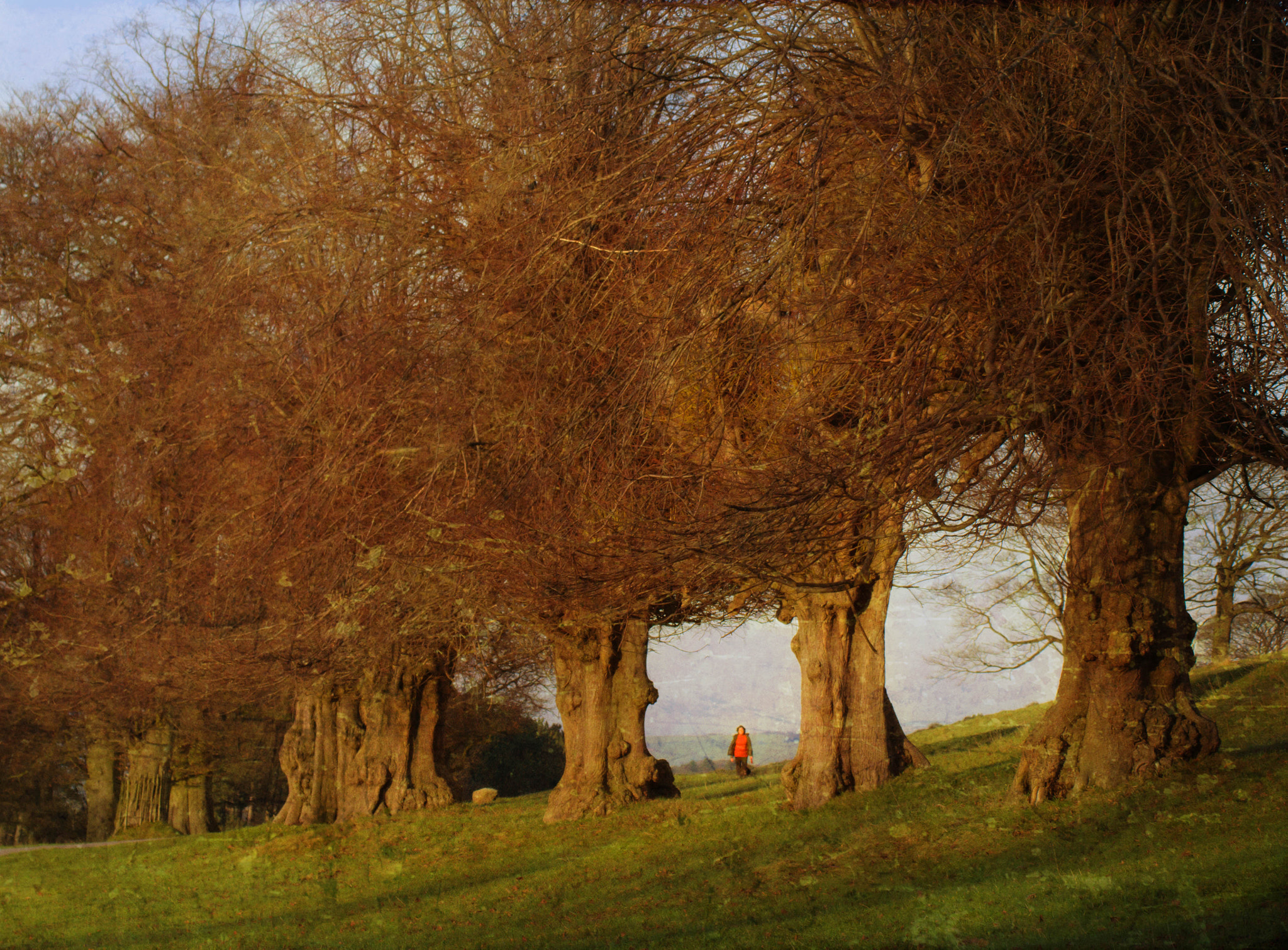 Canon EOS 60D sample photo. I love trees. photography