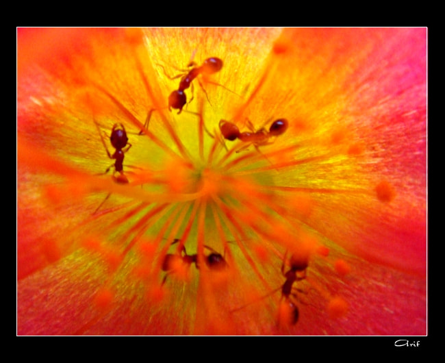 Sony DSC-T70 sample photo. World inside a flower  photography