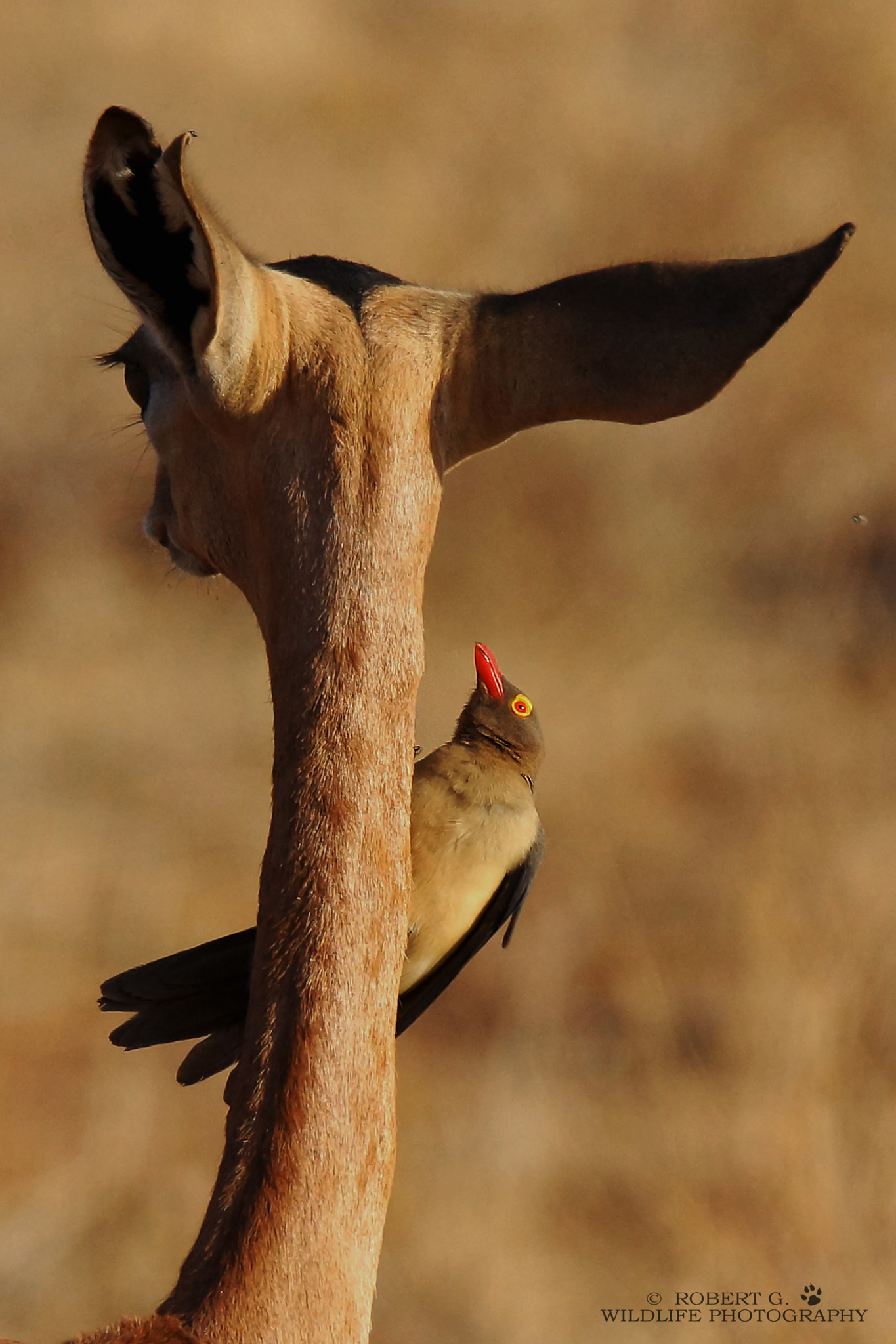 Sony SLT-A77 + Tamron SP 150-600mm F5-6.3 Di VC USD sample photo. Oxpecker on the neck  samburu 2016 photography