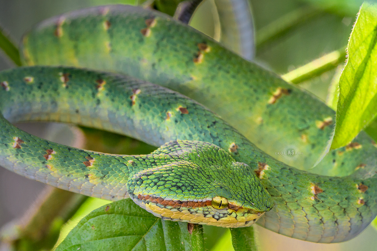 Canon MP-E 65mm F2.5 1-5x Macro Photo sample photo. Tropidolaemus wagleri photography