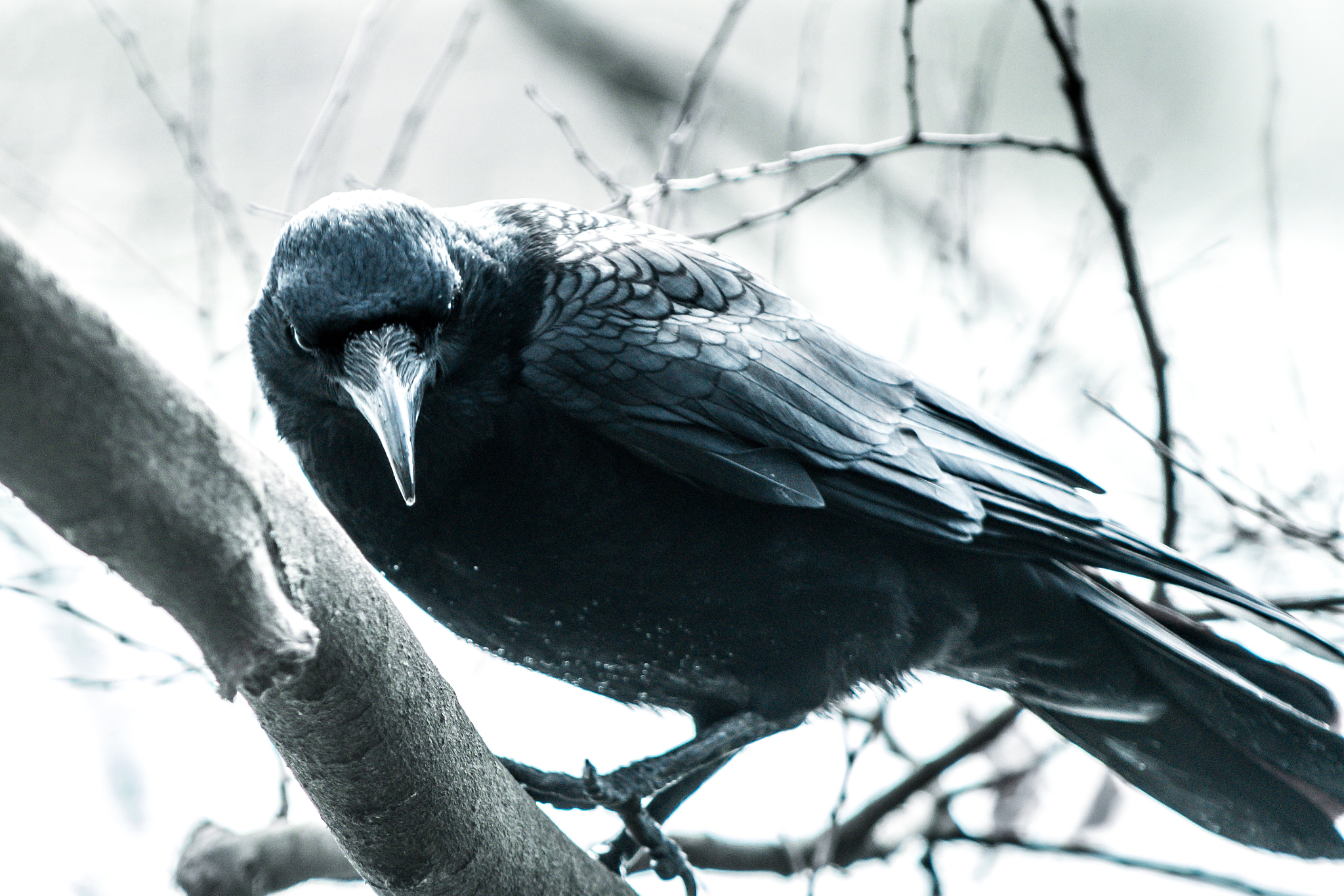 Nikon D500 sample photo. Corvus corone photography