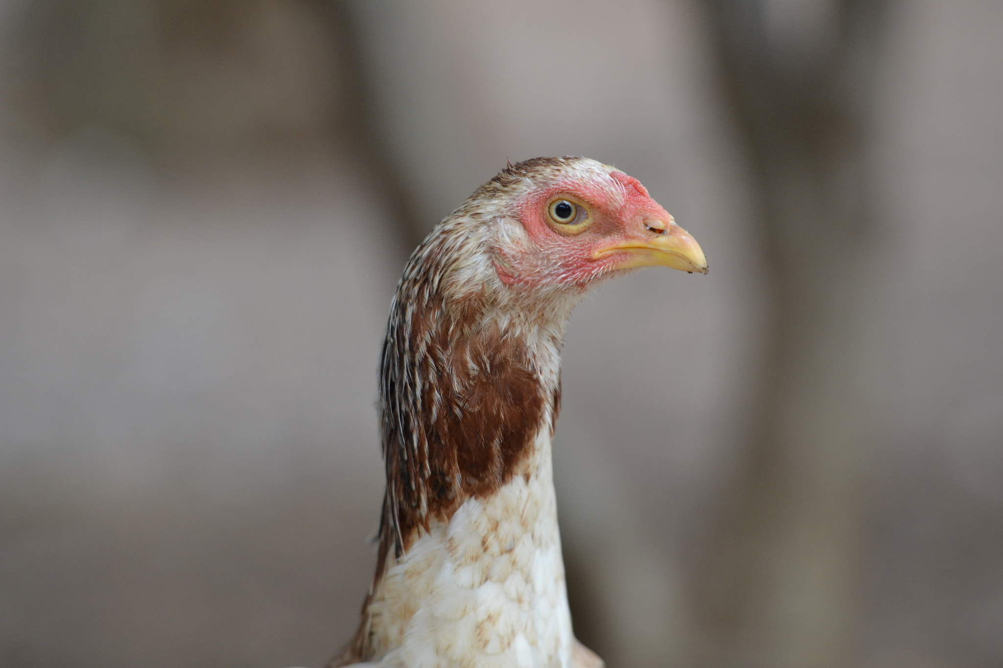 Nikon AF-S Nikkor 70-200mm F2.8G ED VR II sample photo. Chicken photography
