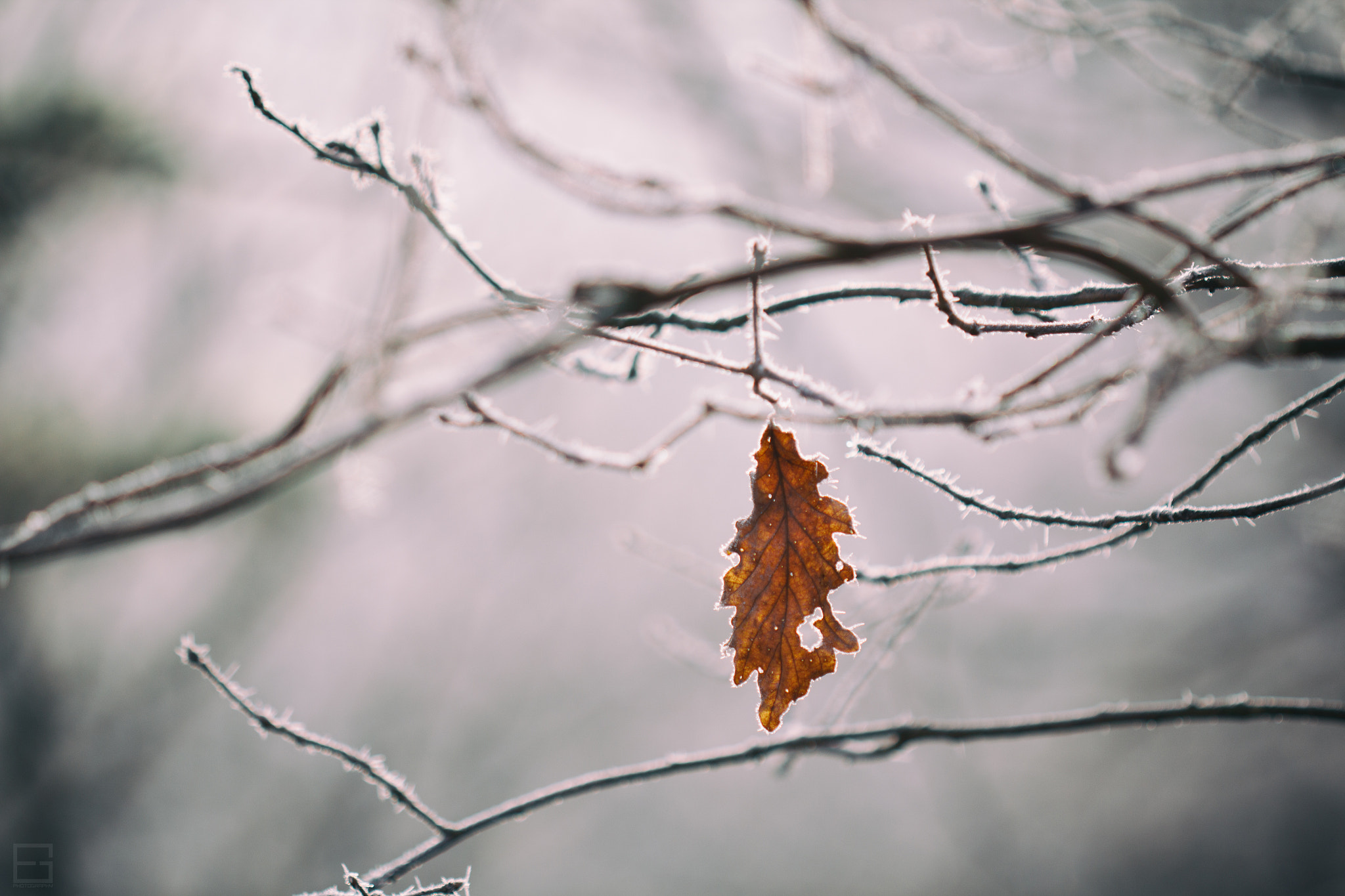 Canon EF 100mm F2.8 Macro USM sample photo. Alone photography