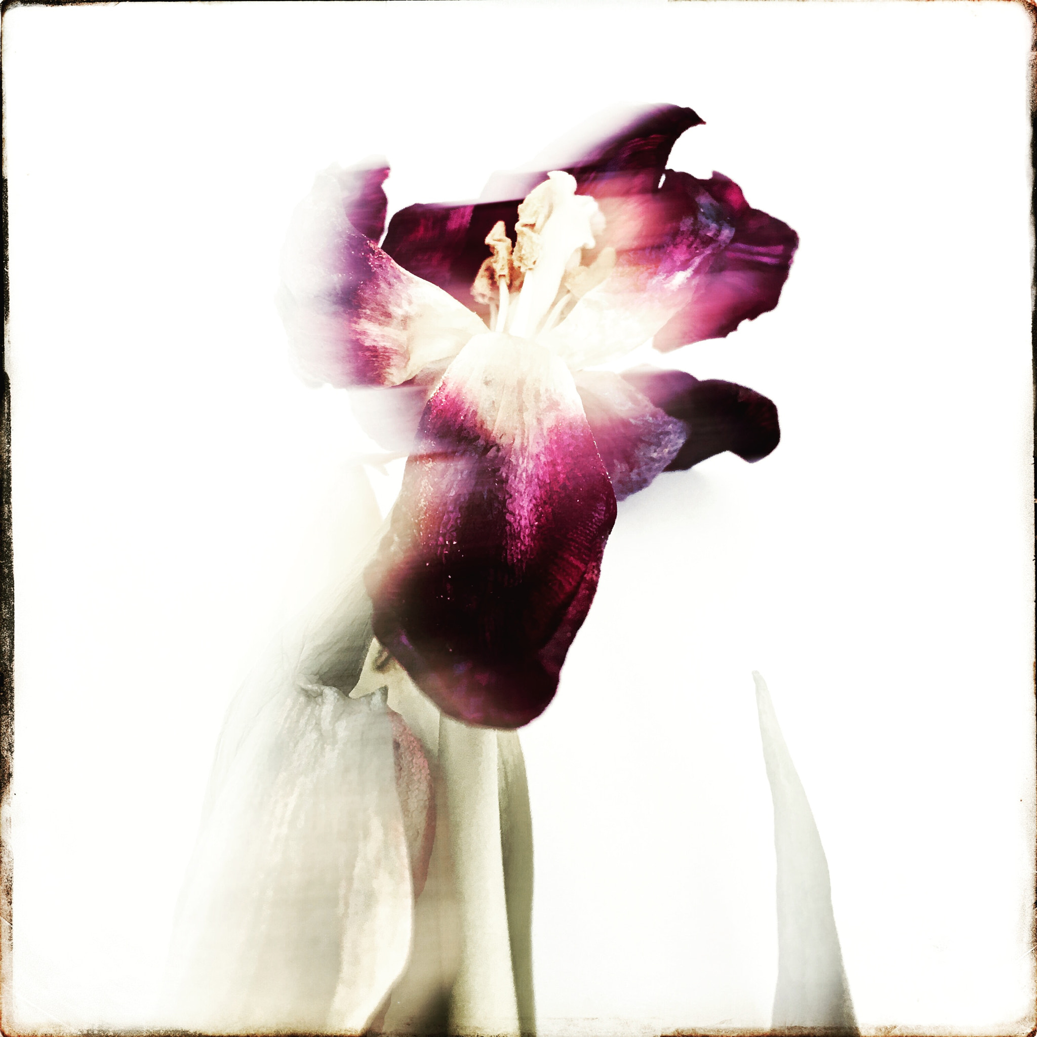Hipstamatic 331 sample photo. Tulip photography