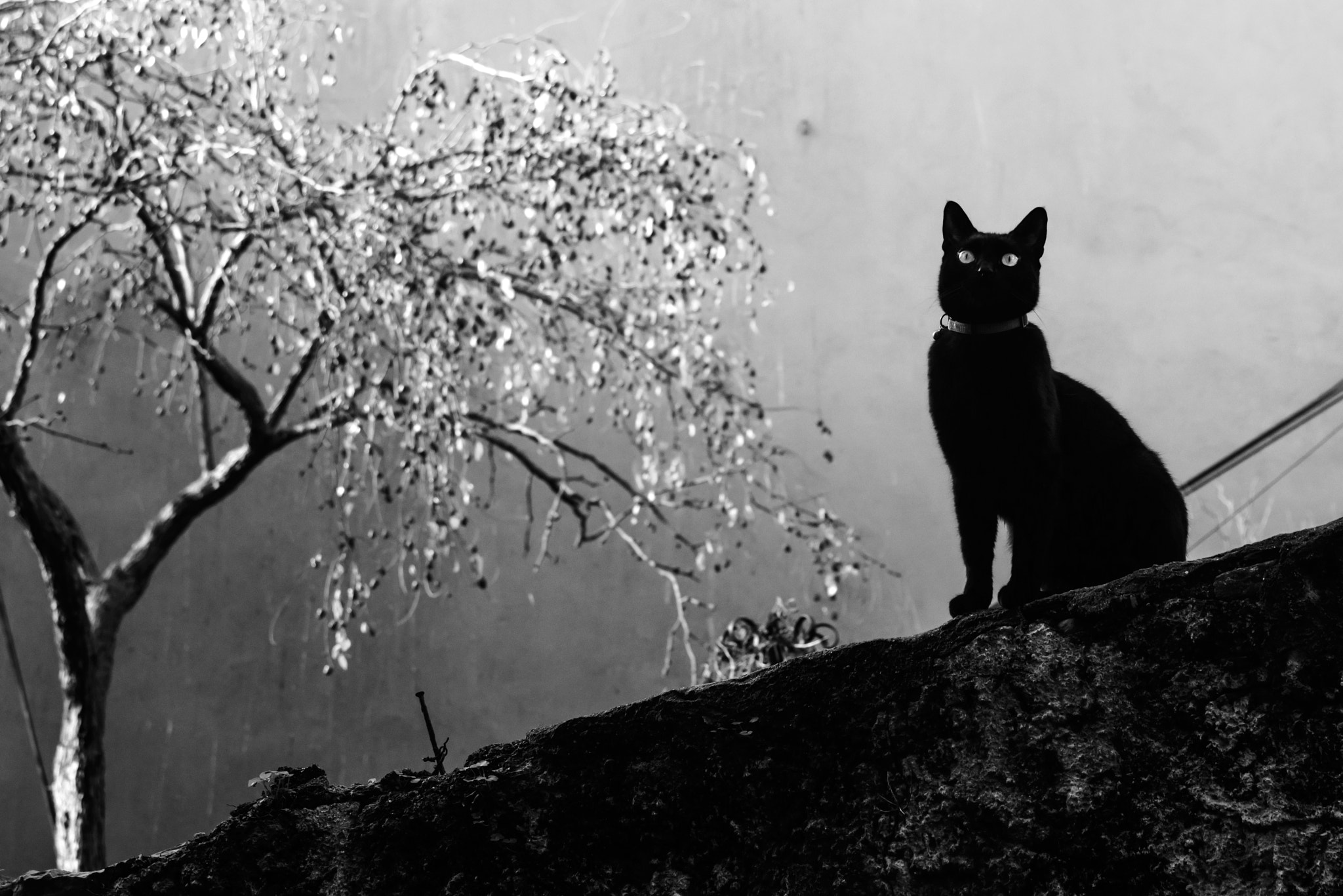Nikon D800 sample photo. Black cat photography