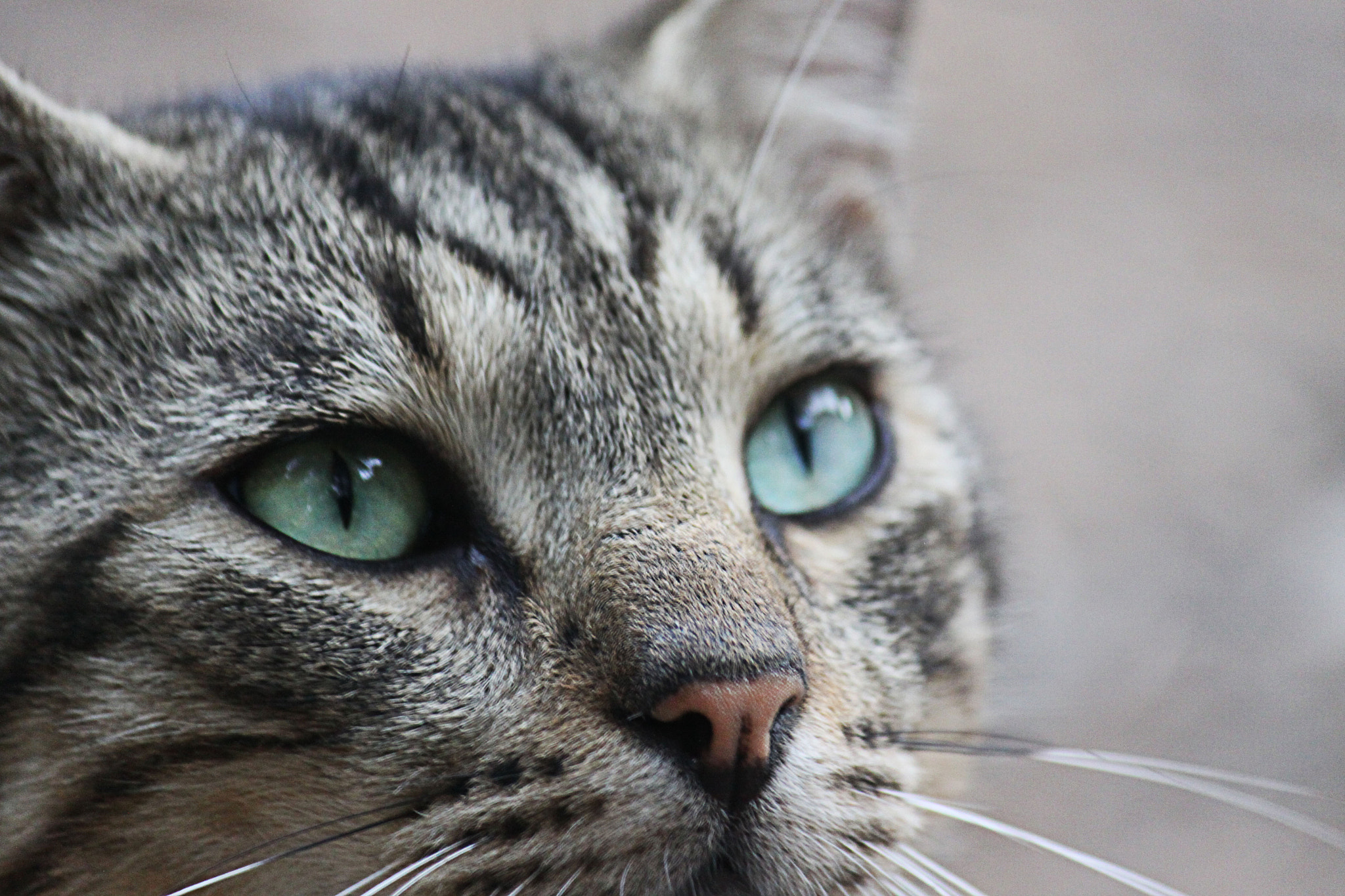Canon EF-S 55-250mm F4-5.6 IS sample photo. Cat photography