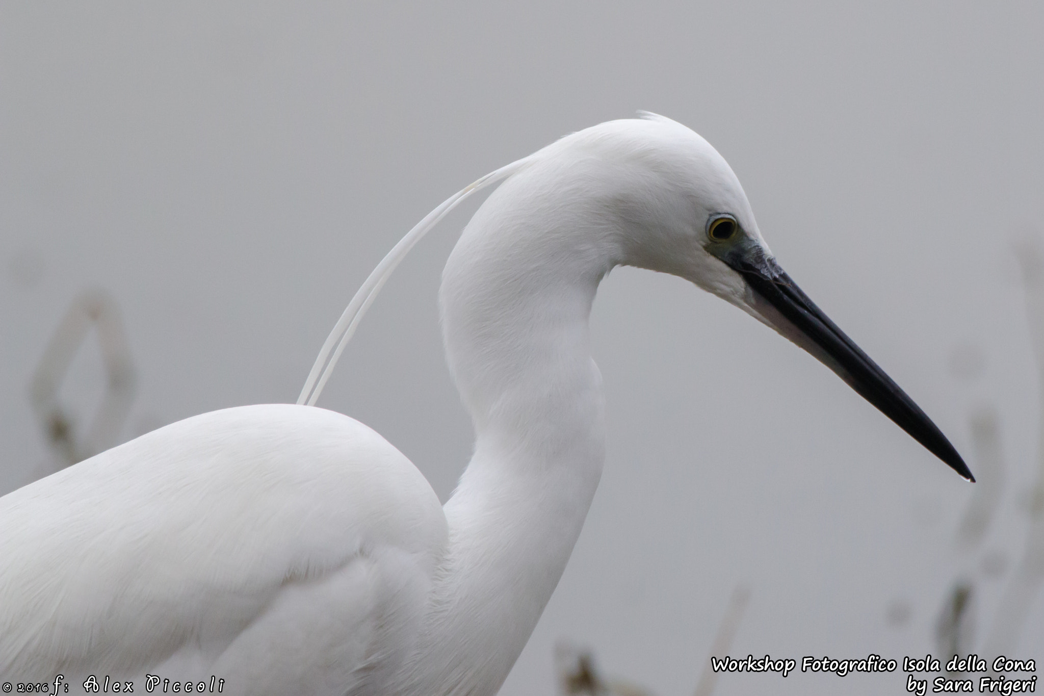 Canon EOS 70D + Canon EF 70-200mm F2.8L IS II USM sample photo. Isola della cona photography