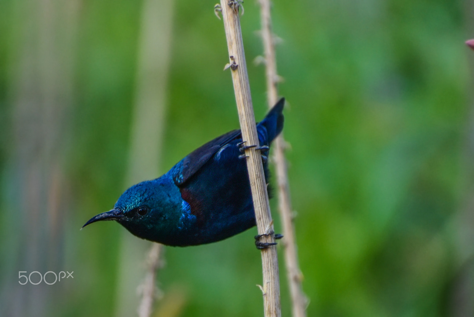 Nikon D810 sample photo. Bird.... photography