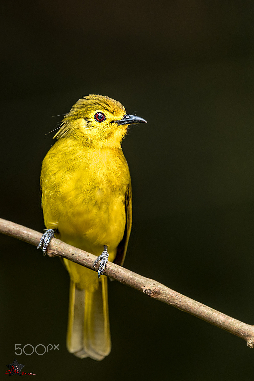 Nikon AF-S Nikkor 600mm F4E FL ED VR sample photo. Yellow-browed bulbul photography