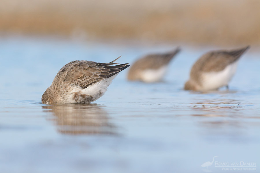 Nikon D7100 + Nikon AF-S Nikkor 300mm F4D ED-IF sample photo. *keep your head down!* photography