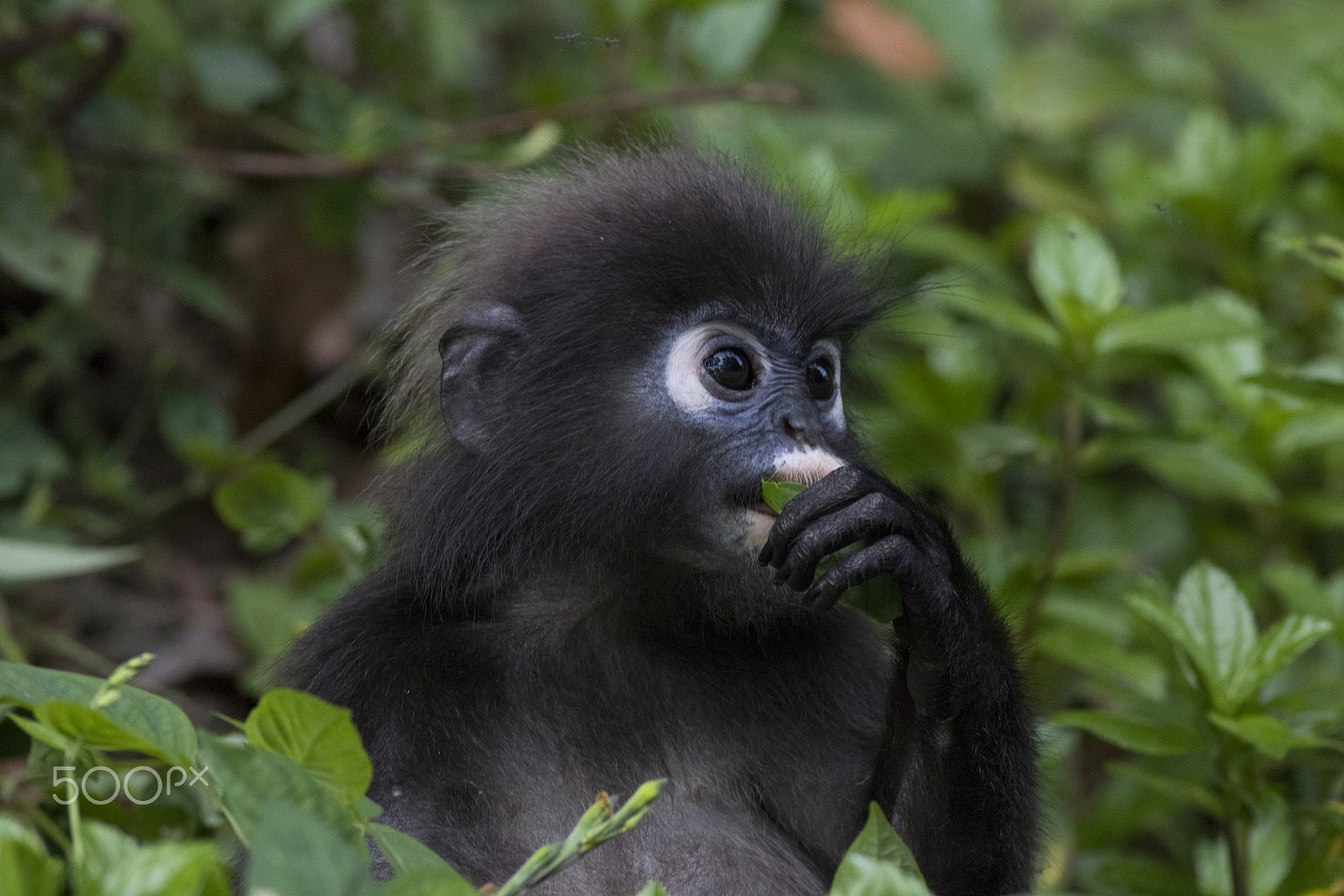 Canon EOS 80D + Canon EF 400mm F5.6L USM sample photo. Dusky leaf langur_langkawi photography