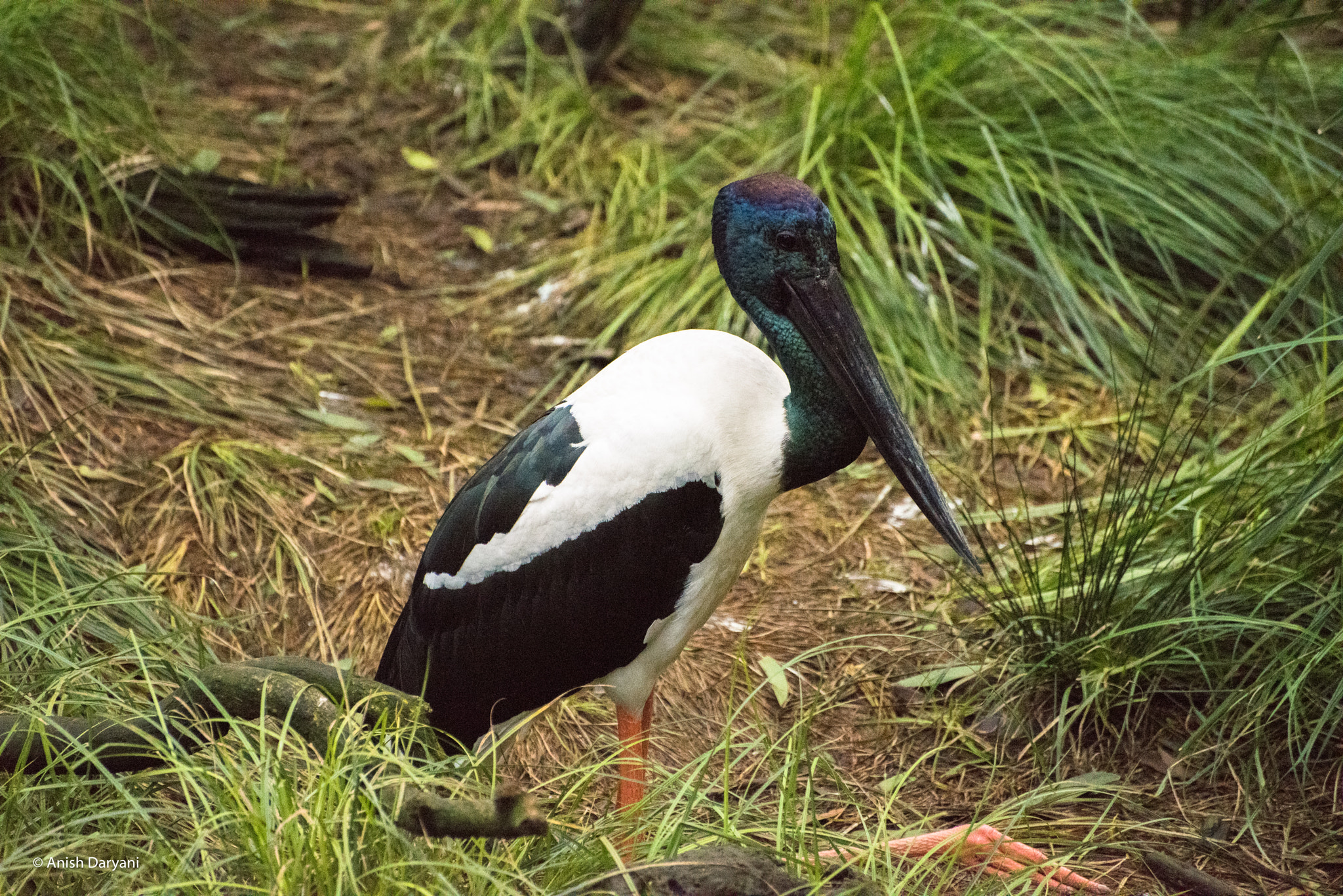 Nikon D810 sample photo. Black necked stork (male) photography