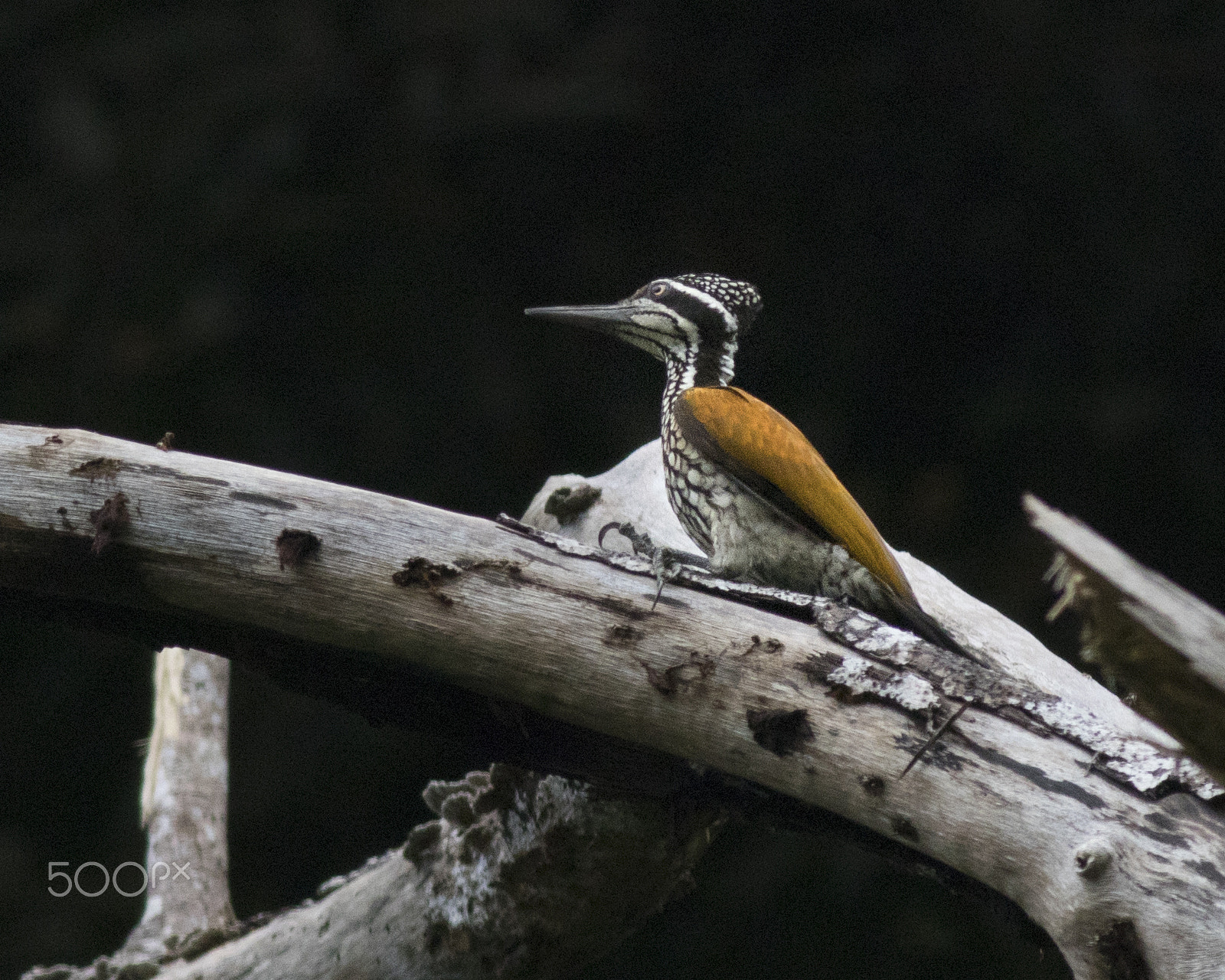 Canon EOS 80D sample photo. Female greater flameback woodpecker photography