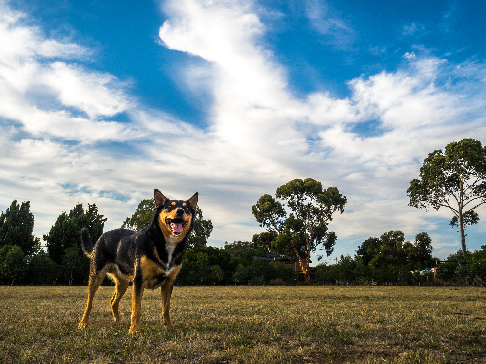 Olympus OM-D E-M5 II + Olympus M.Zuiko Digital 17mm F1.8 sample photo. Suns out tongues out photography