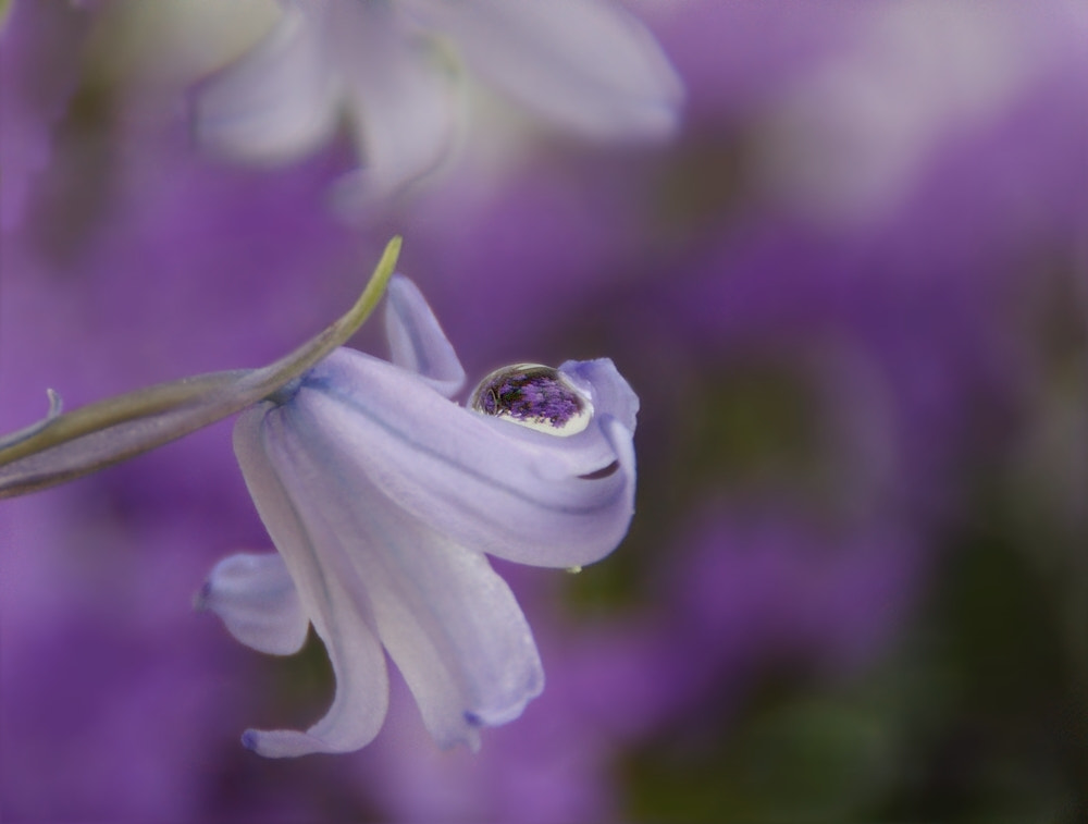 Sony DT 18-200mm F3.5-6.3 sample photo