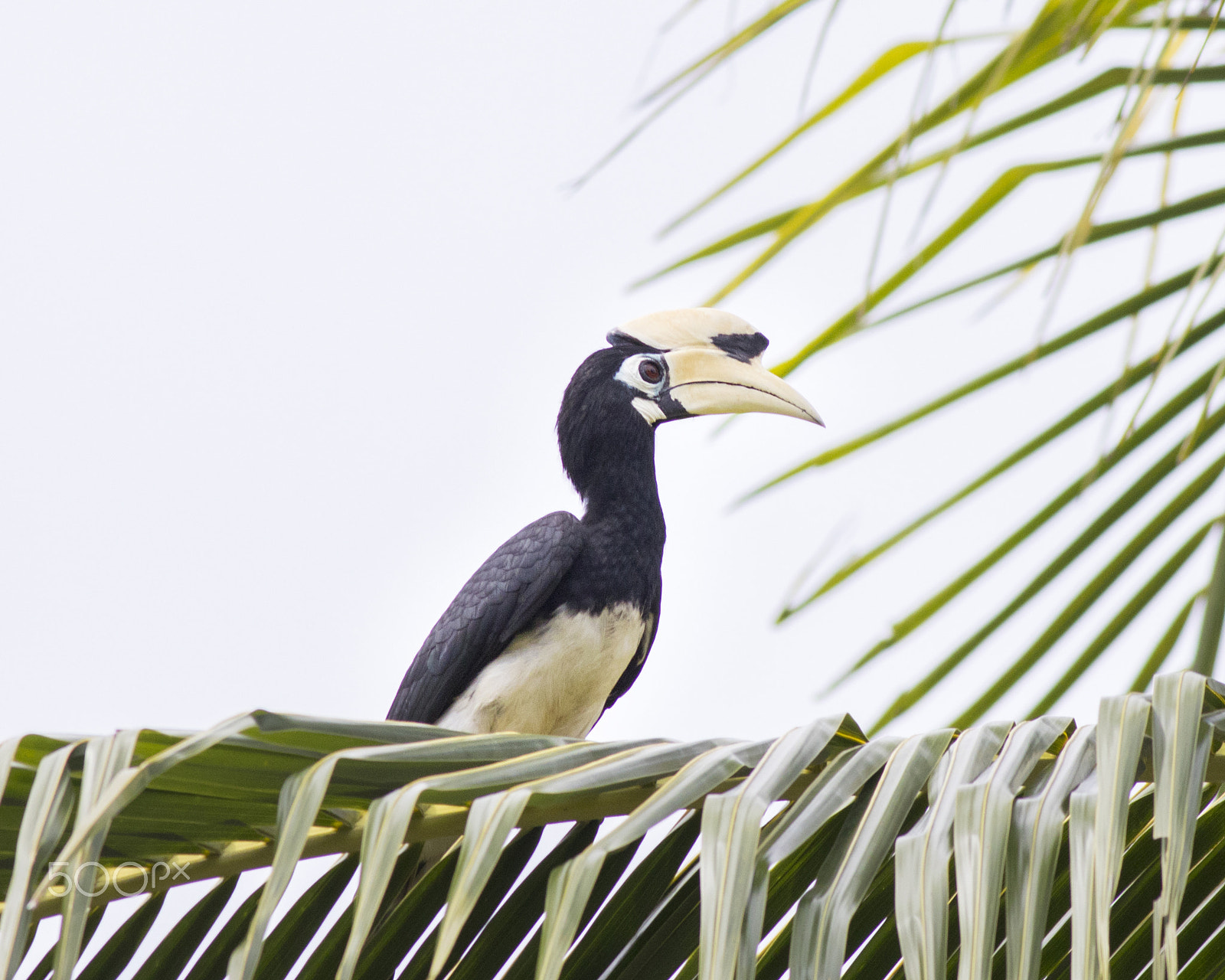 Canon EOS 80D + Canon EF 400mm F5.6L USM sample photo. Coconut tree photography