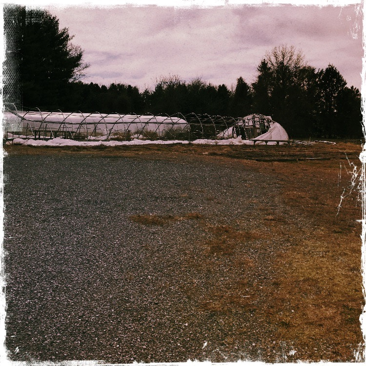 Hipstamatic Oggl sample photo. Hothouse photography
