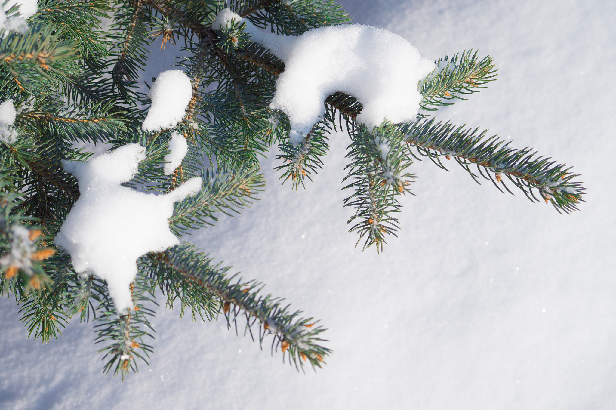 E 18-50mm F4-5.6 sample photo. Spruce & snow photography