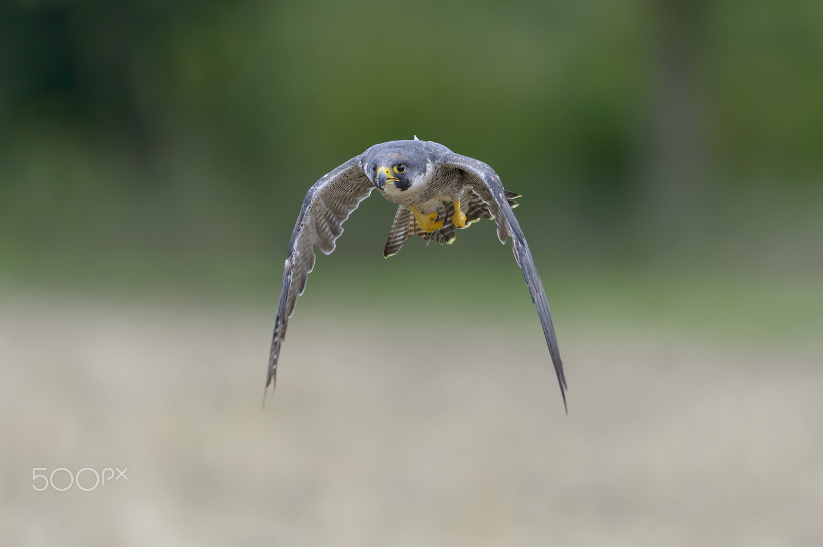 Nikon D800E + Nikon AF-S Nikkor 500mm F4G ED VR sample photo. Wanderfalke, falco peregrinus, peregrine falcon photography