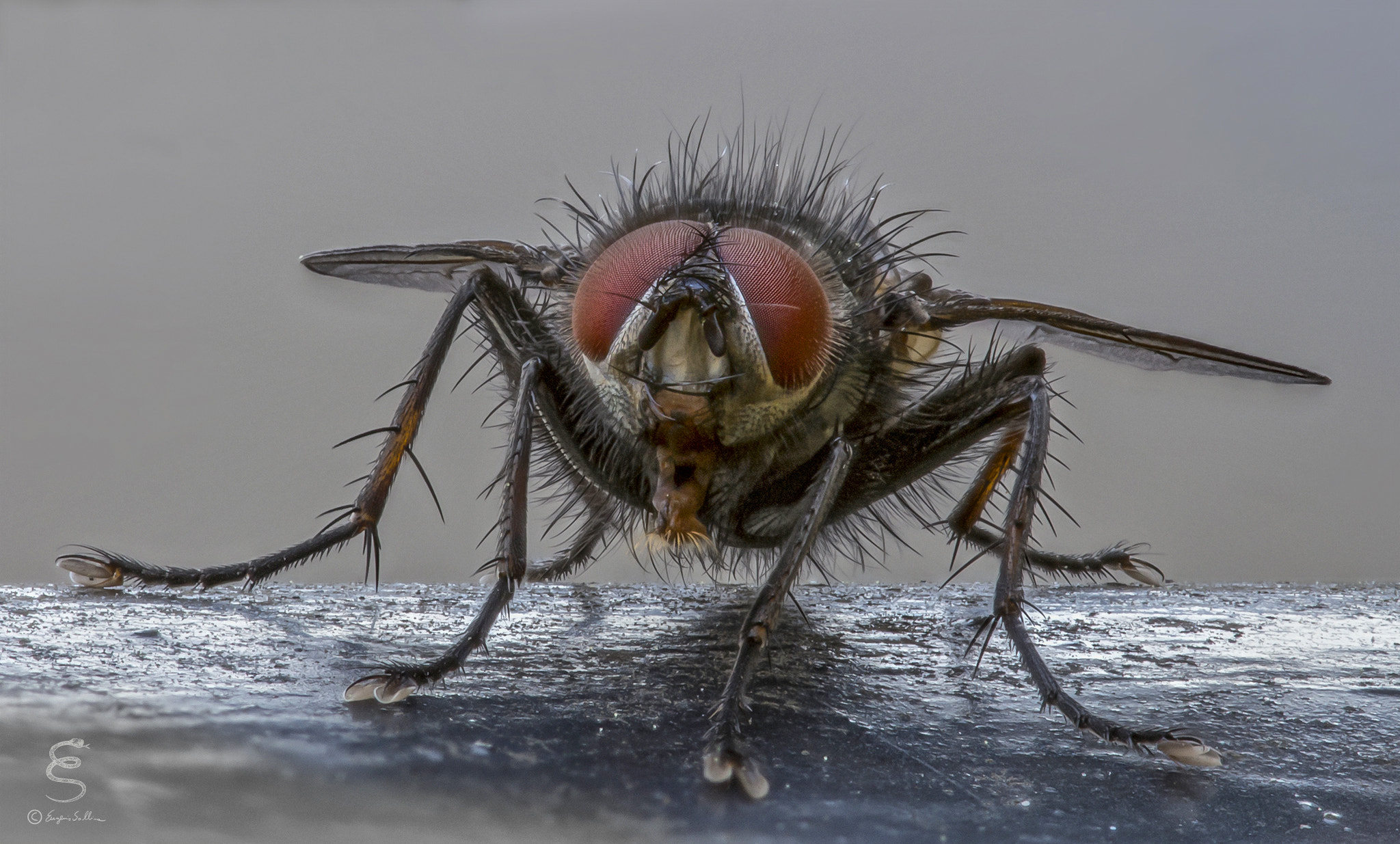 Sigma 105mm F2.8 EX DG OS HSM sample photo. Diptera photography