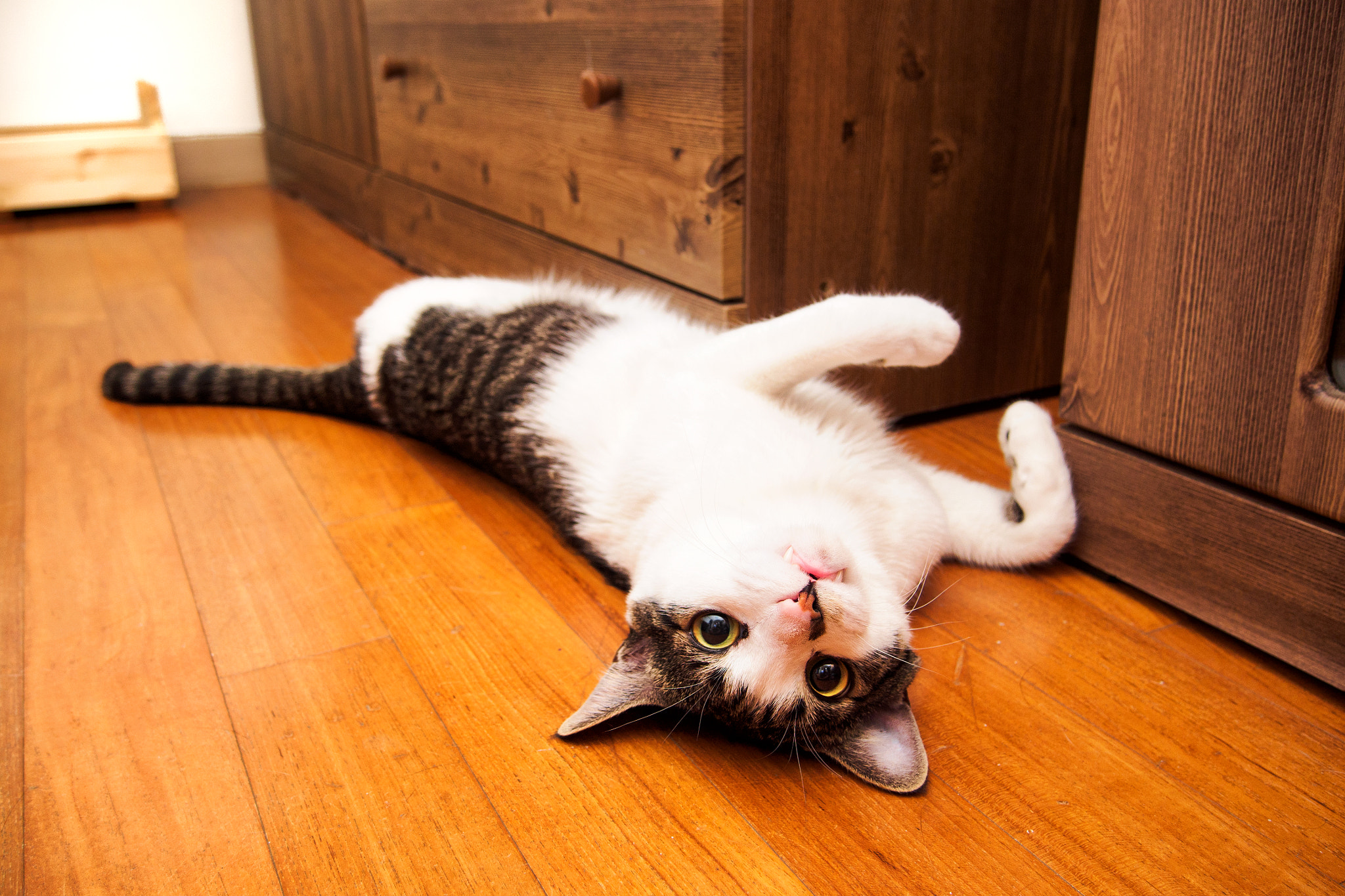 Olympus PEN E-P5 sample photo. My lovely cat photography
