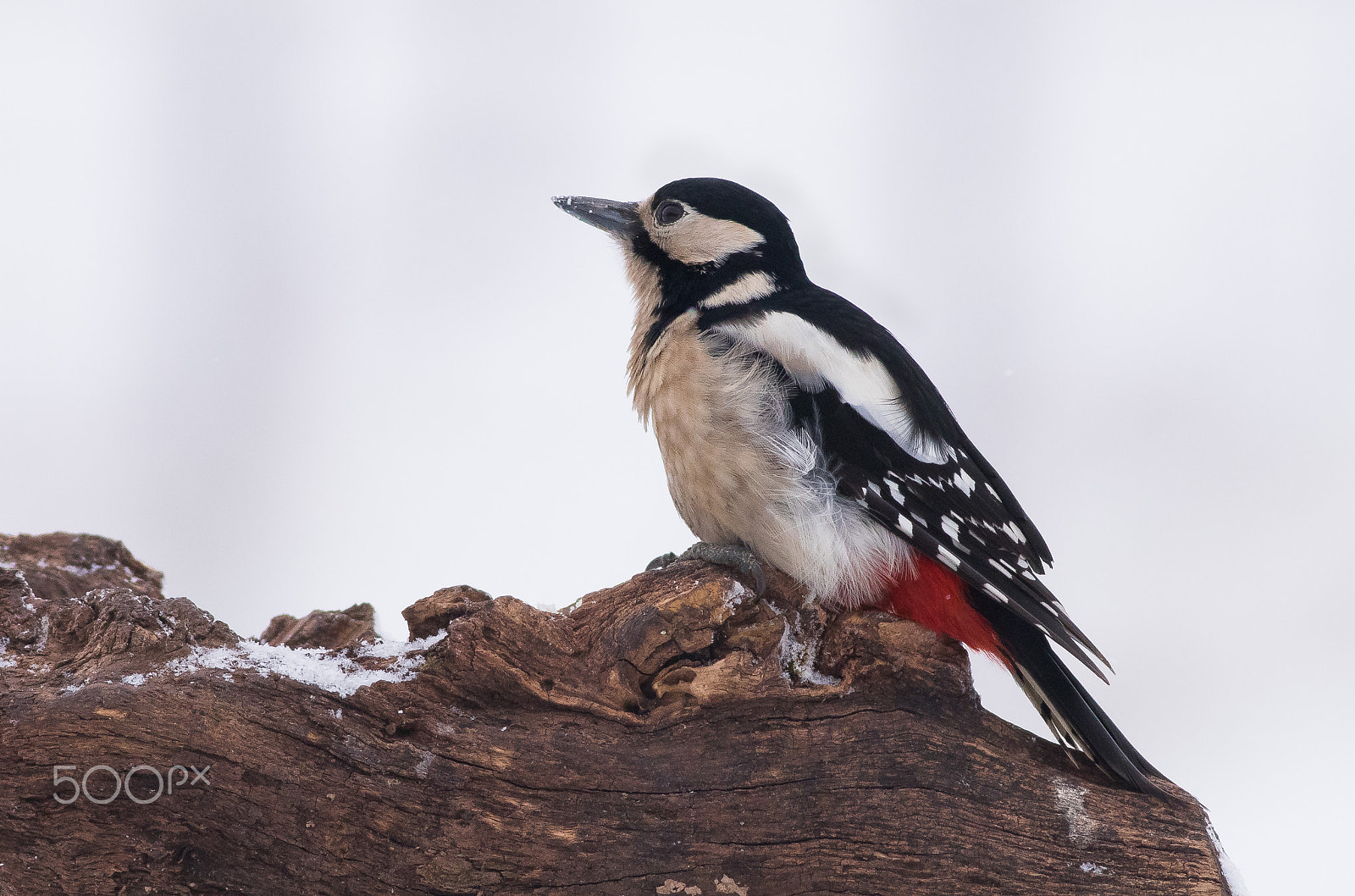 Canon EOS 80D + Canon EF 400mm F5.6L USM sample photo. Strakapoud-samička photography