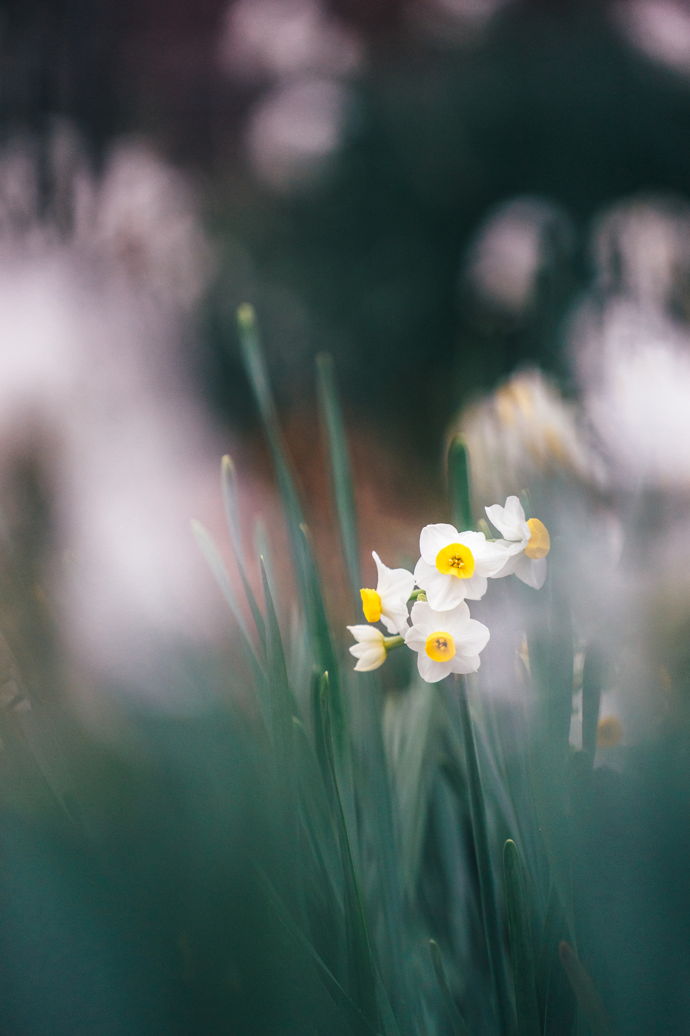 Sony a7 + Sony FE 70-200mm F4 G OSS sample photo. Ephemeral feelings photography