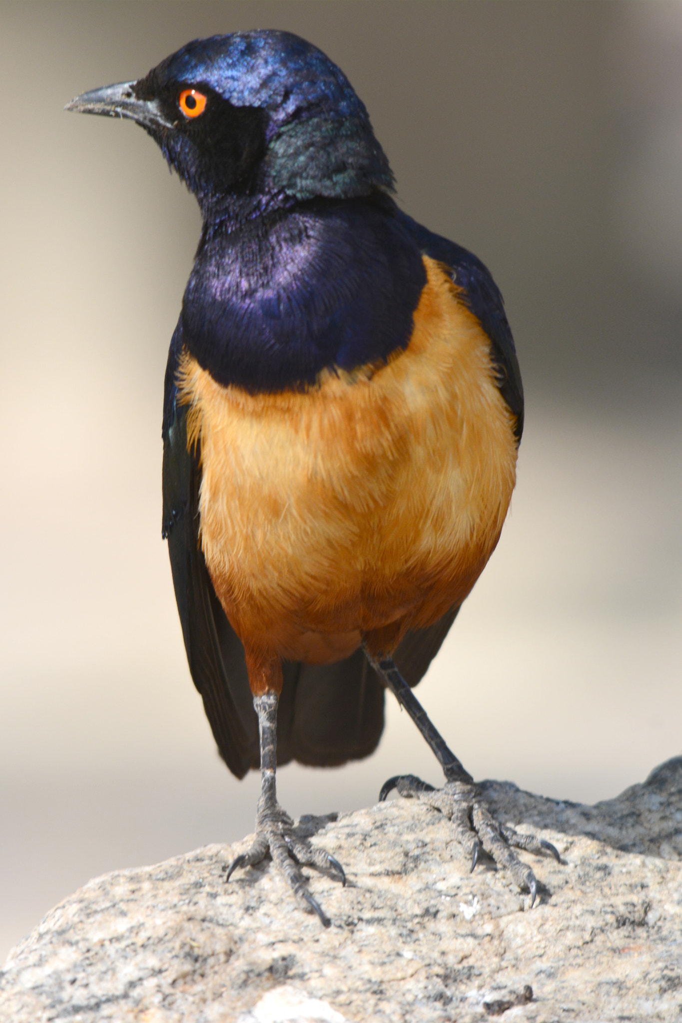Sigma 150-500mm F5-6.3 DG OS HSM sample photo. Hildebrants starling, błyszczak półobrożny photography