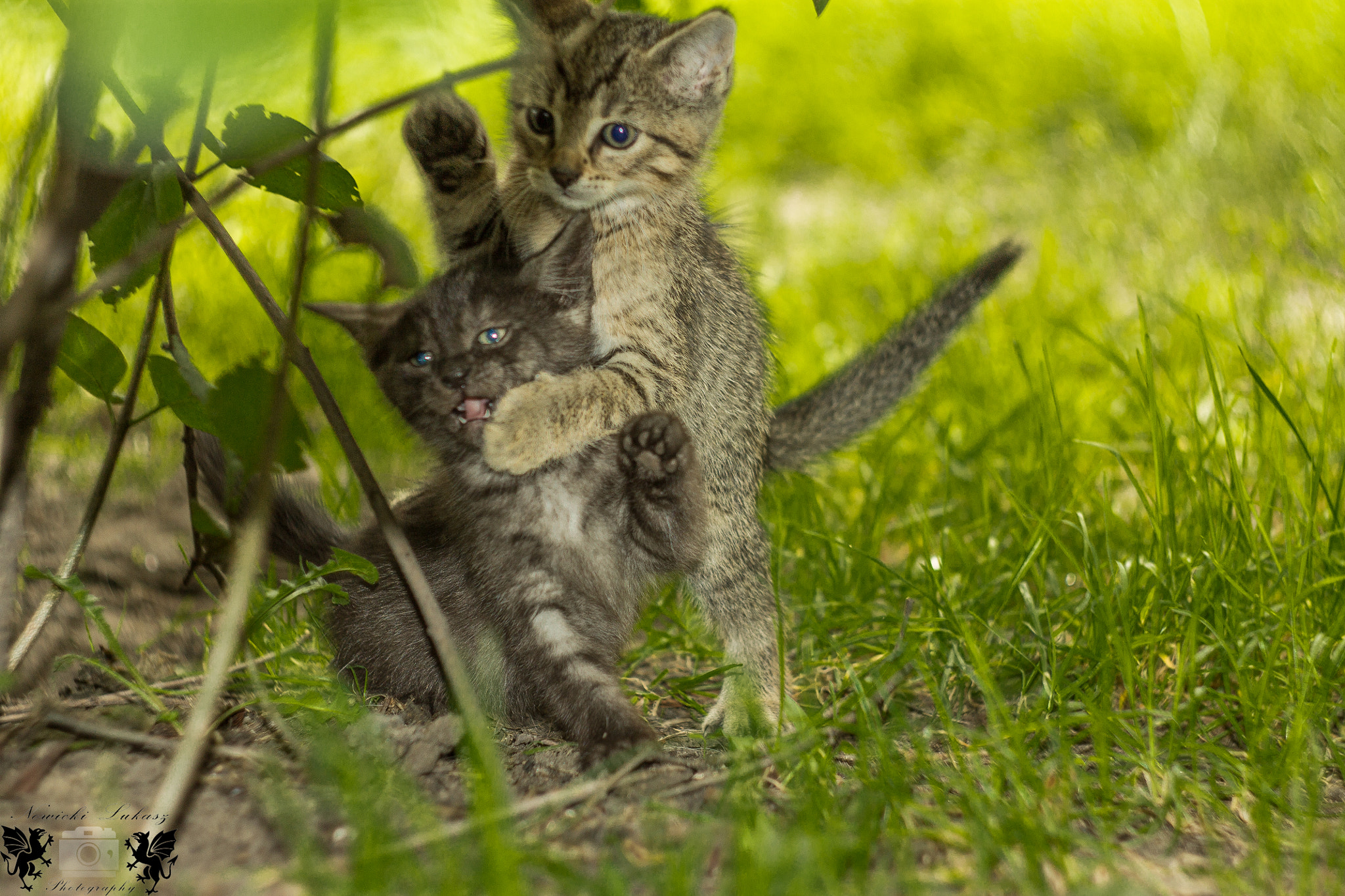 Canon EF 35-80mm f/4-5.6 sample photo