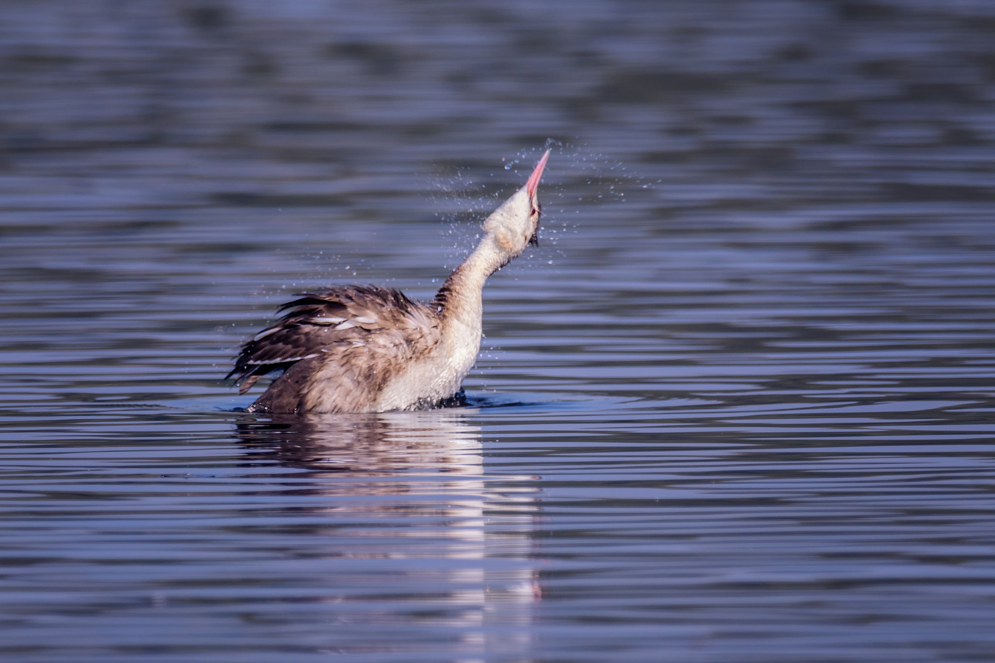 Nikon AF-S Nikkor 800mm F5.6E FL ED VR sample photo. Give it a shake photography