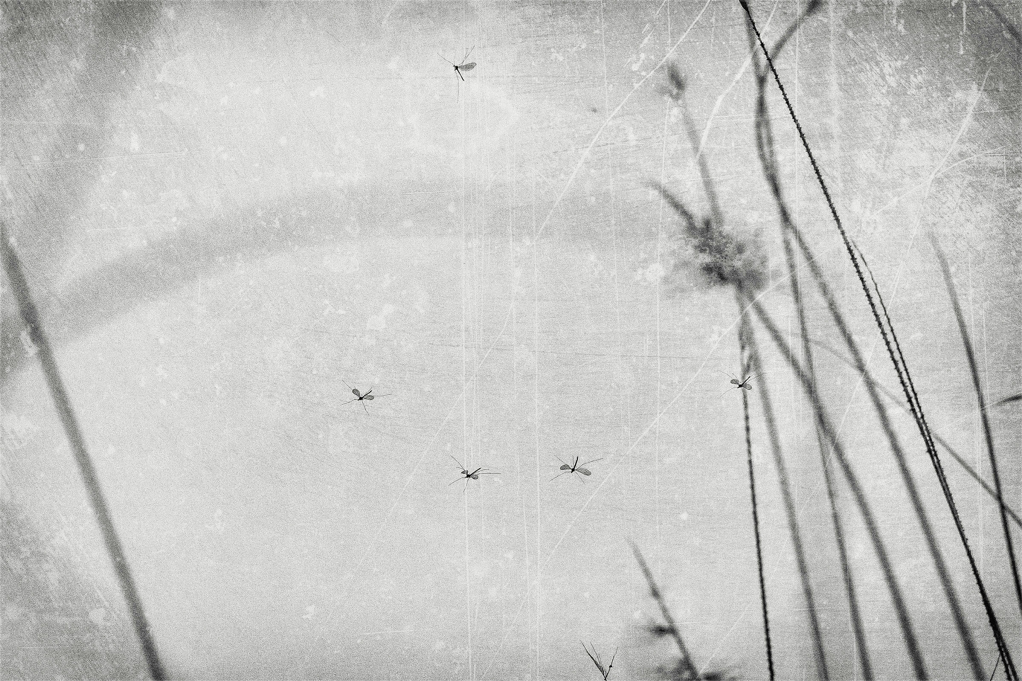 Nikon D7100 + AF Micro-Nikkor 105mm f/2.8 sample photo. Mosquito hunt photography
