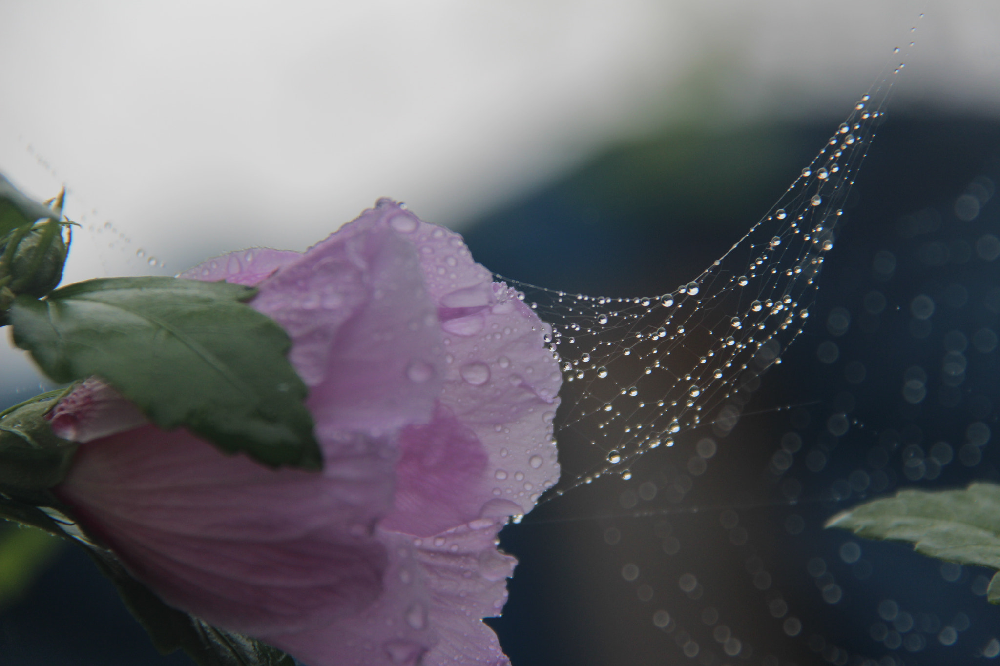 Canon EF-S 18-200mm F3.5-5.6 IS sample photo. 거미줄의변신```` photography