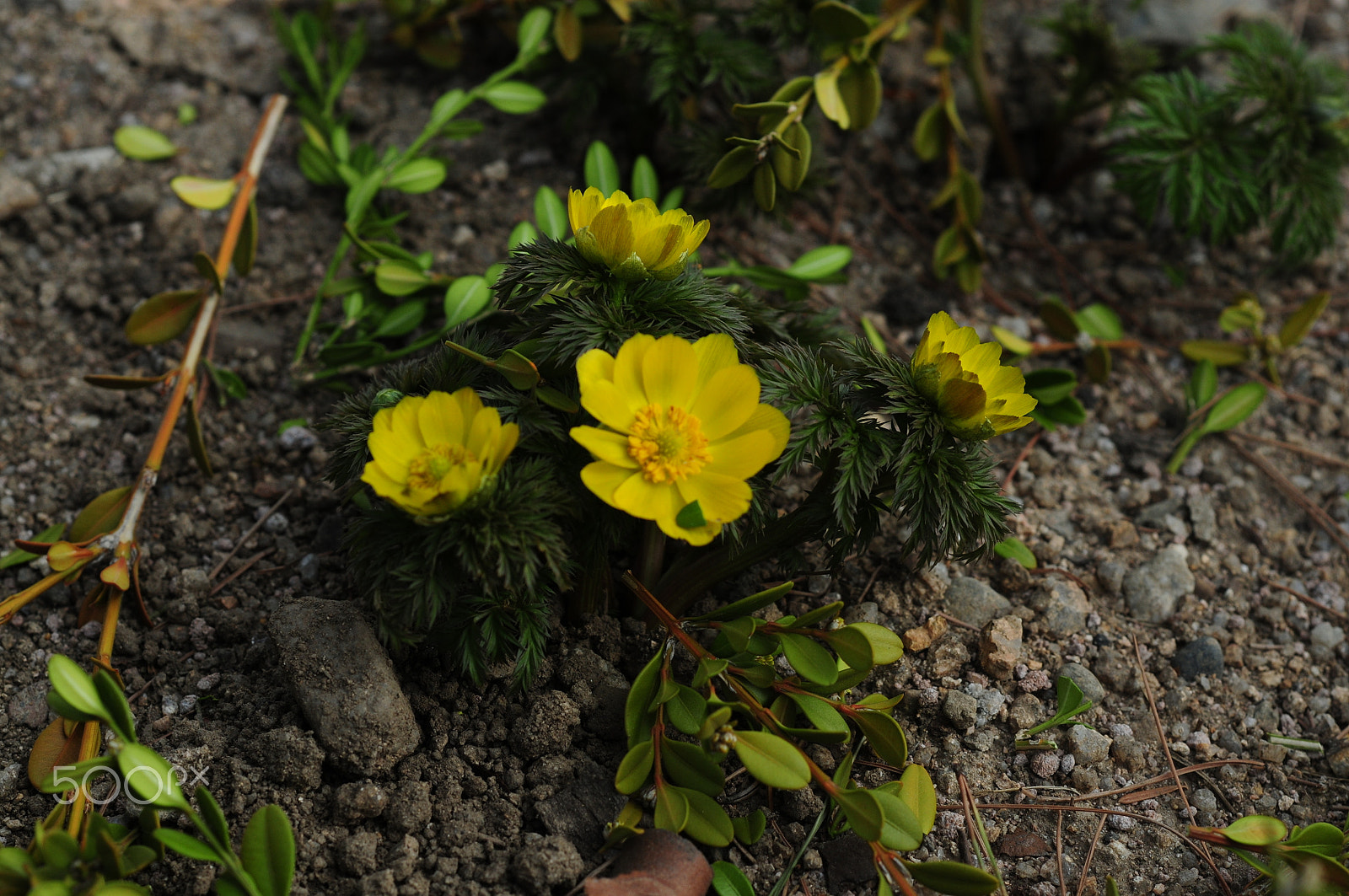 Nikon D300 + Manual Lens No CPU sample photo. Spring flower photography