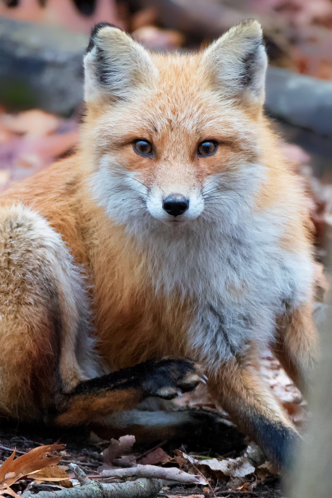 Canon EOS 80D + Canon EF 500mm F4L IS USM sample photo. Bright face scratch photography