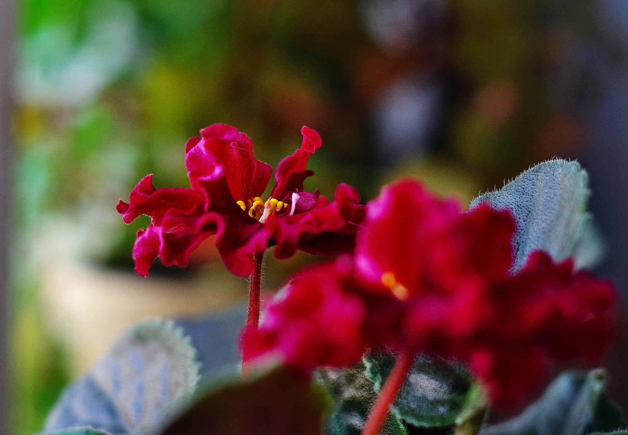 Pentax K-50 sample photo. Viola ss photography