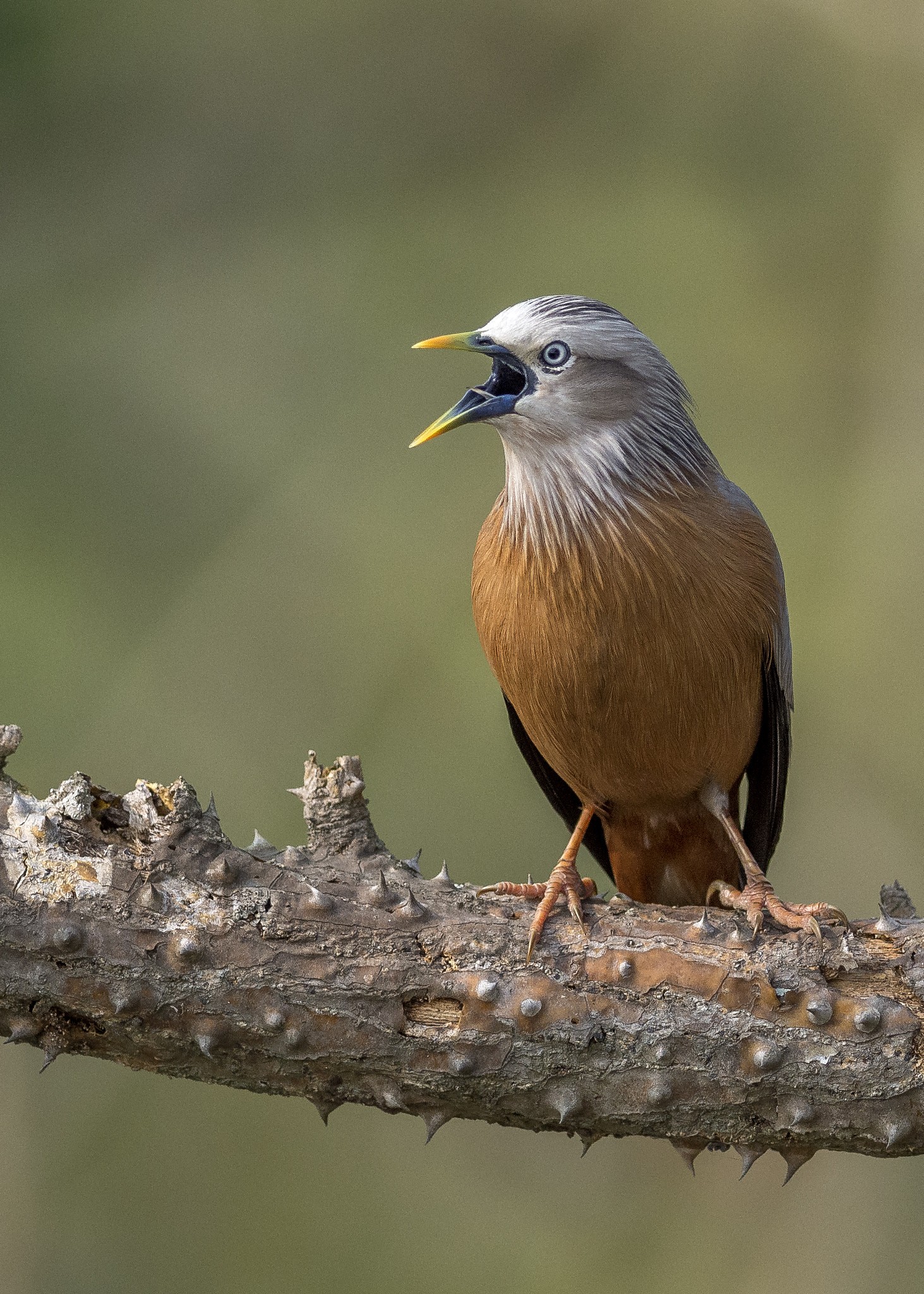 Nikon D7200 + Nikon AF-S Nikkor 300mm F4D ED-IF sample photo. Anyone there! photography
