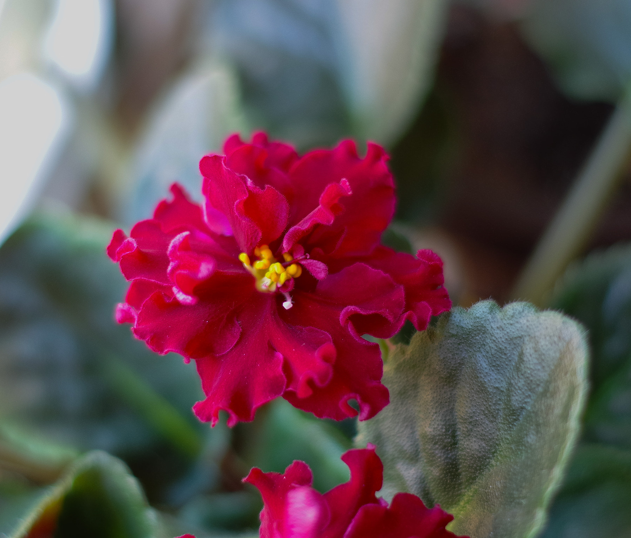 Pentax K-50 sample photo. Viola s photography