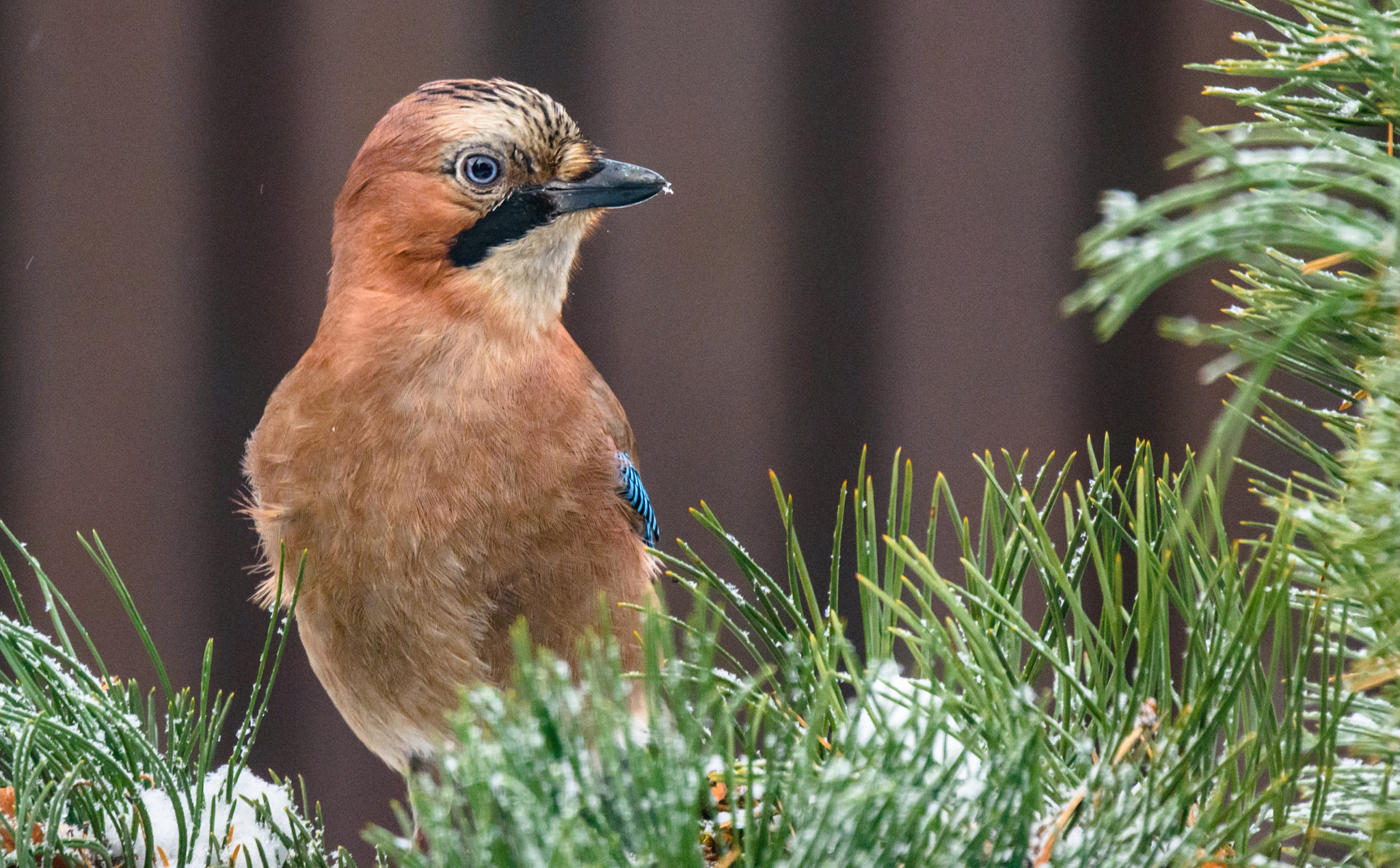 Nikon Nikkor AF-S 300mm F4E PF ED VR sample photo. Сойка photography