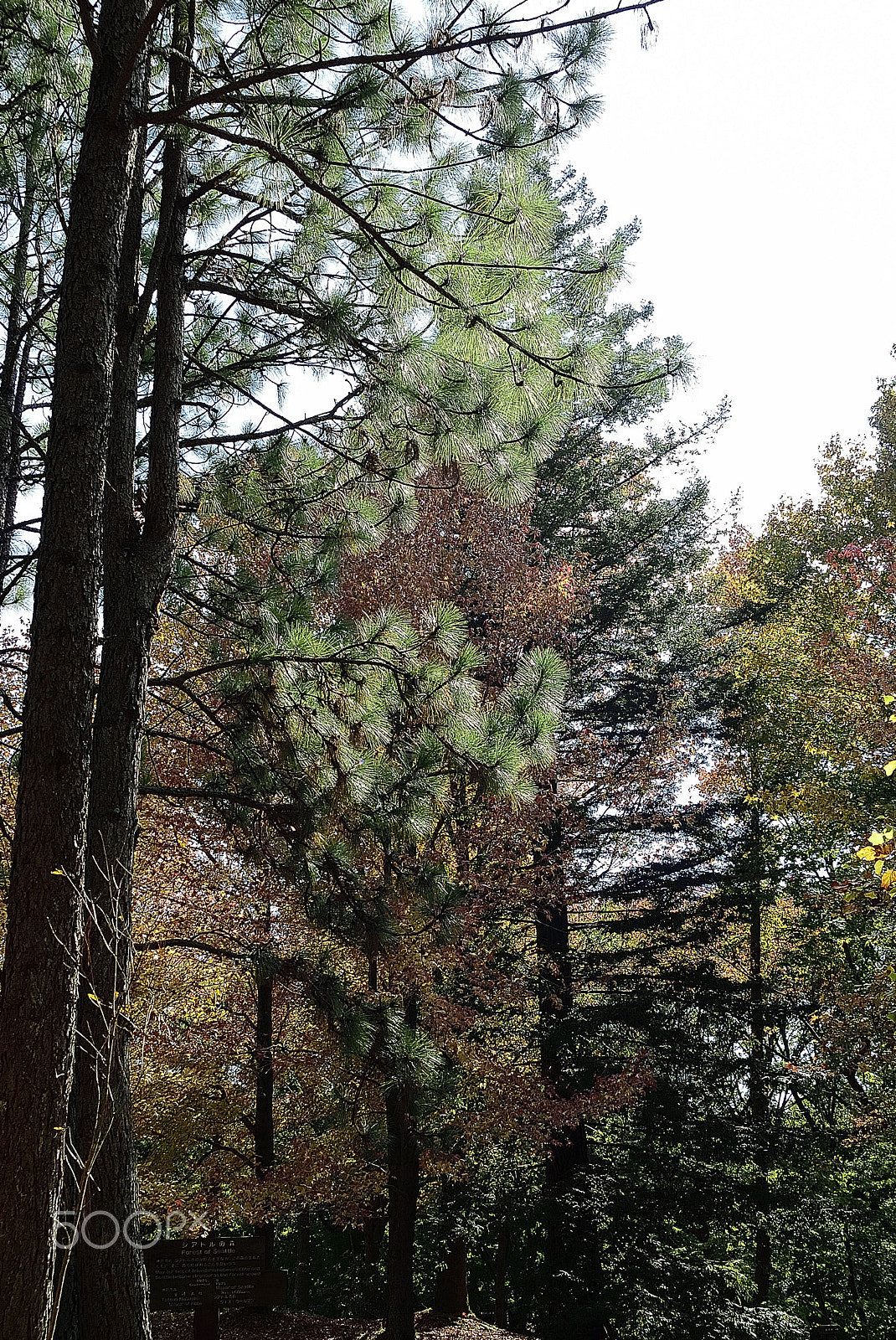 Nikon D200 sample photo. A casual piece of forest park photography