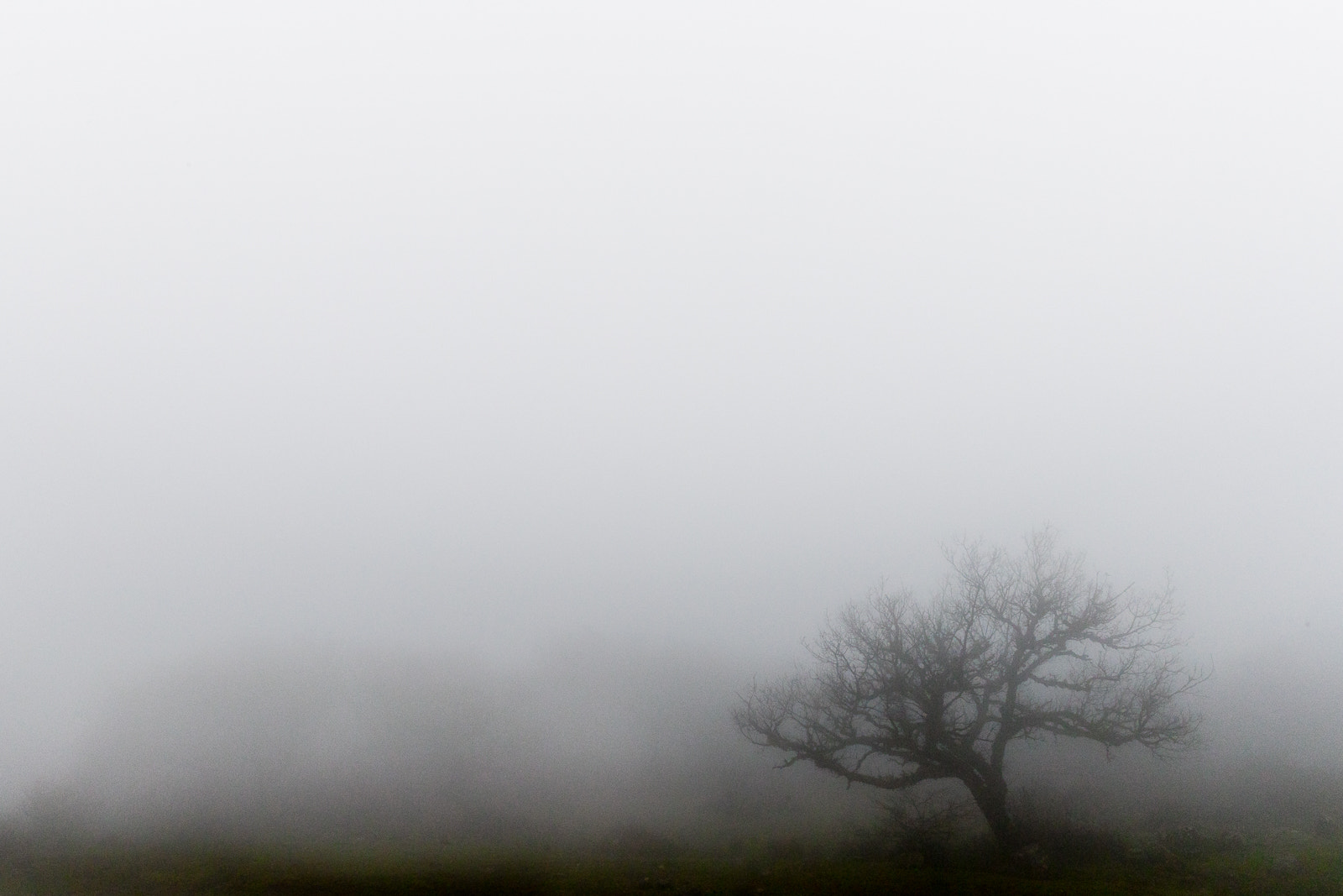 Canon EF 24-70mm F2.8L II USM sample photo. Lost in the fog photography