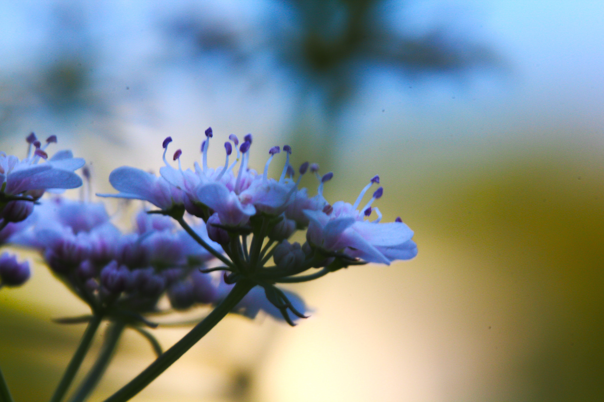 Canon EF 100mm F2.8L Macro IS USM sample photo. Blurr photography
