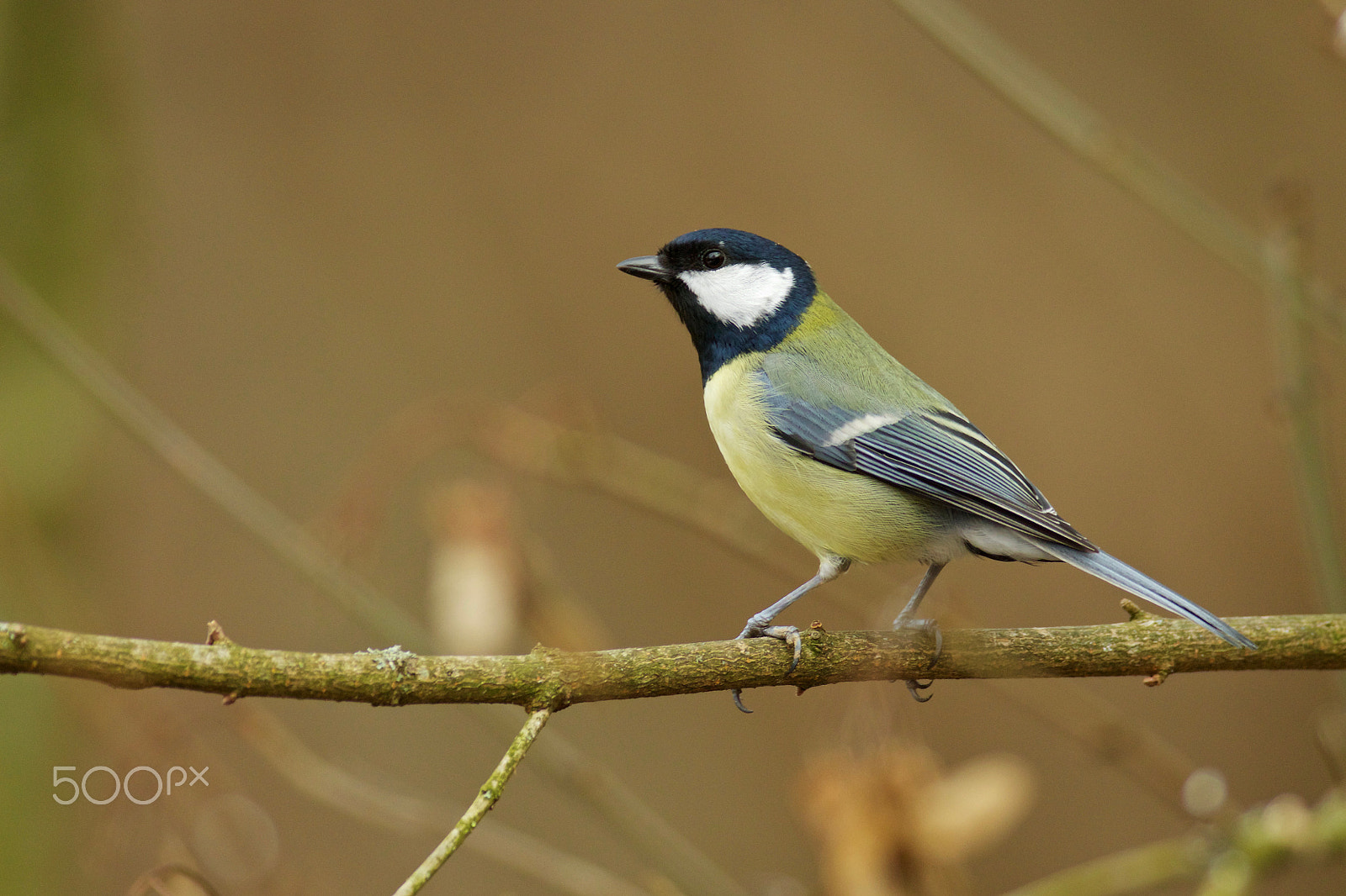 Canon EF 200-400mm F4L IS USM Extender 1.4x sample photo. Sýkora koňadra (parus major) photography